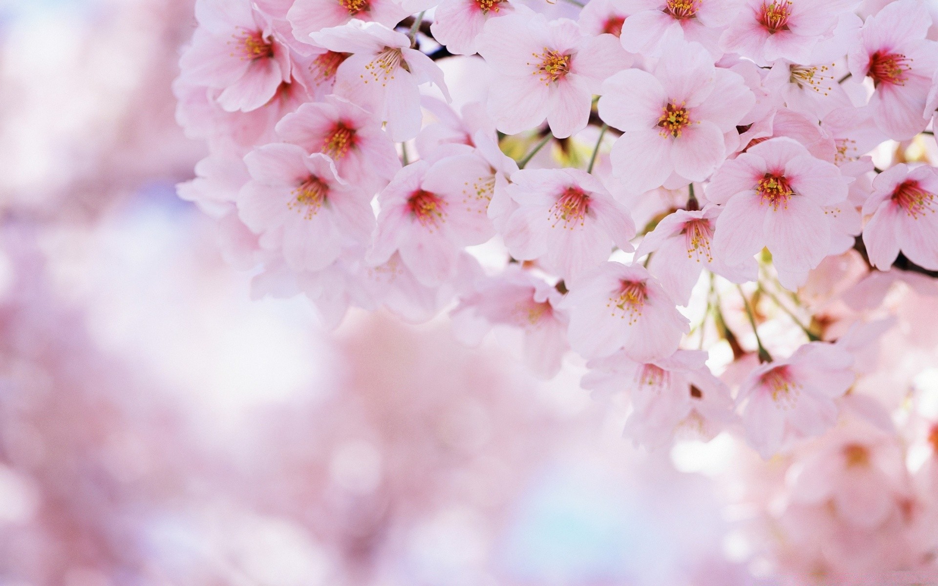 frühling blume natur flora kirsche zweig unschärfe sanft garten blütenblatt baum wachstum hell saison blatt blühen im freien kumpel blumen sommer