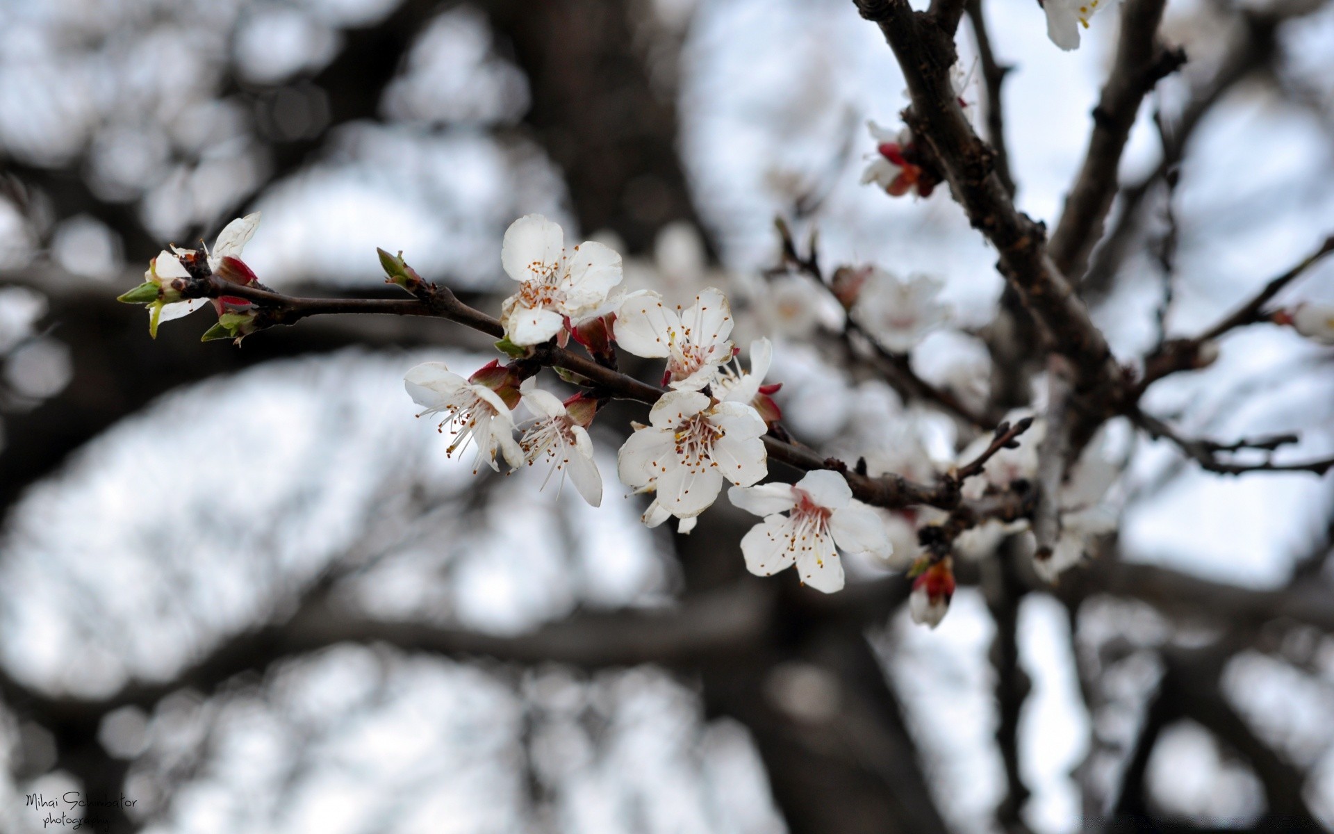 frühling kirsche zweig baum blume natur apfel im freien jahreszeit pflaumen blatt kumpel flora winter garten wachstum aprikose gutes wetter unschärfe hell