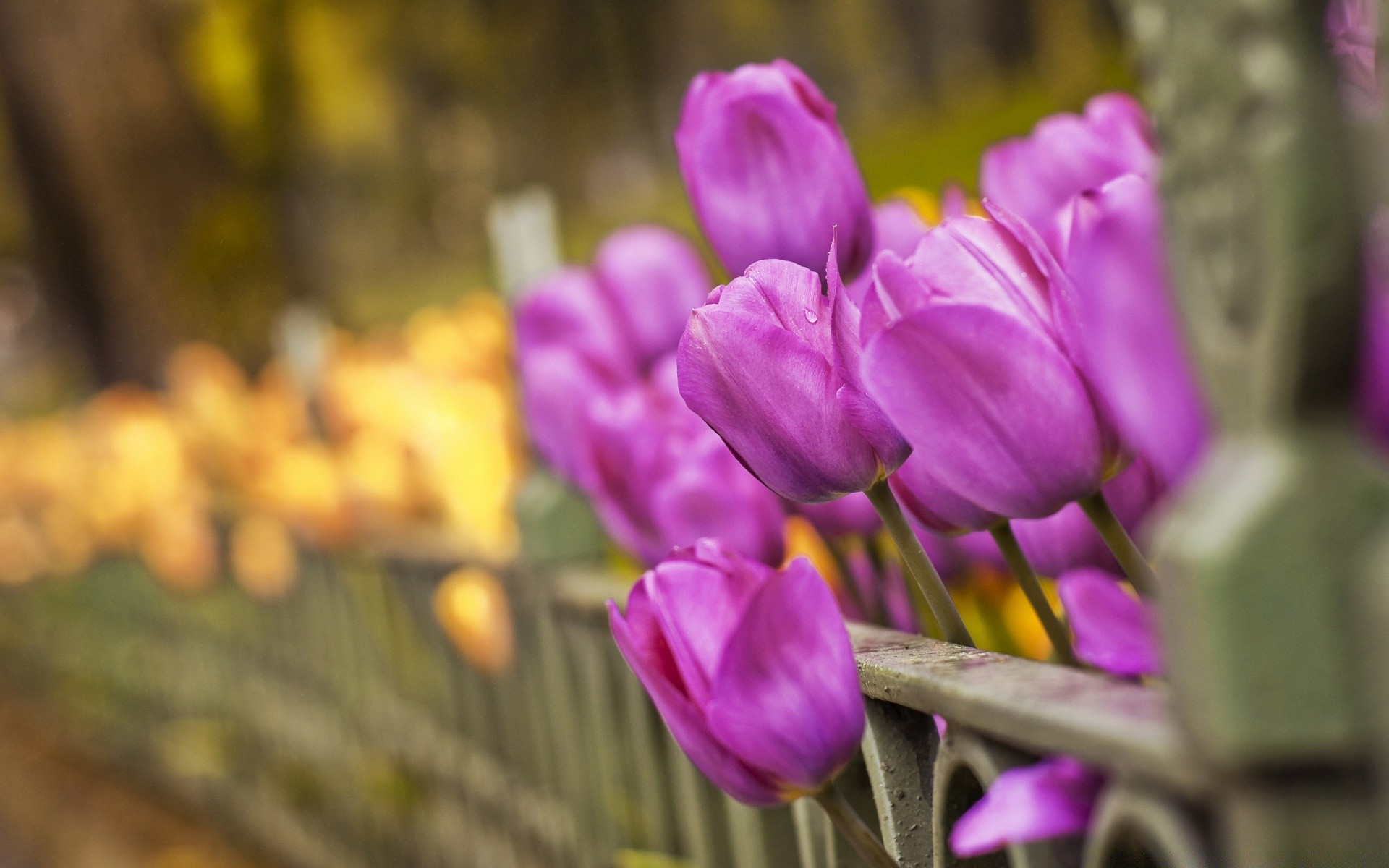 primavera fiore natura giardino flora foglia tulipano pasqua colore stagione estiva fioritura vivid floreale petalo parco all aperto bouquet crescita