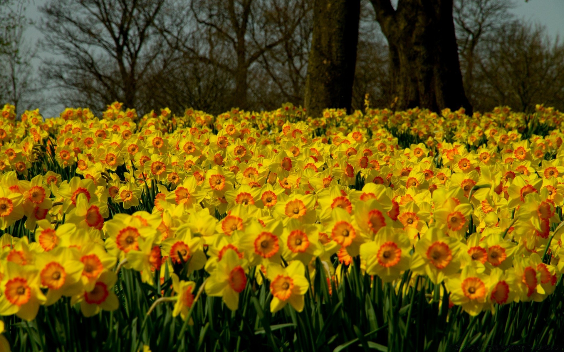 spring flower nature floral color season garden flora tulip leaf bright vibrant field park narcissus bulb summer daffodil blooming petal