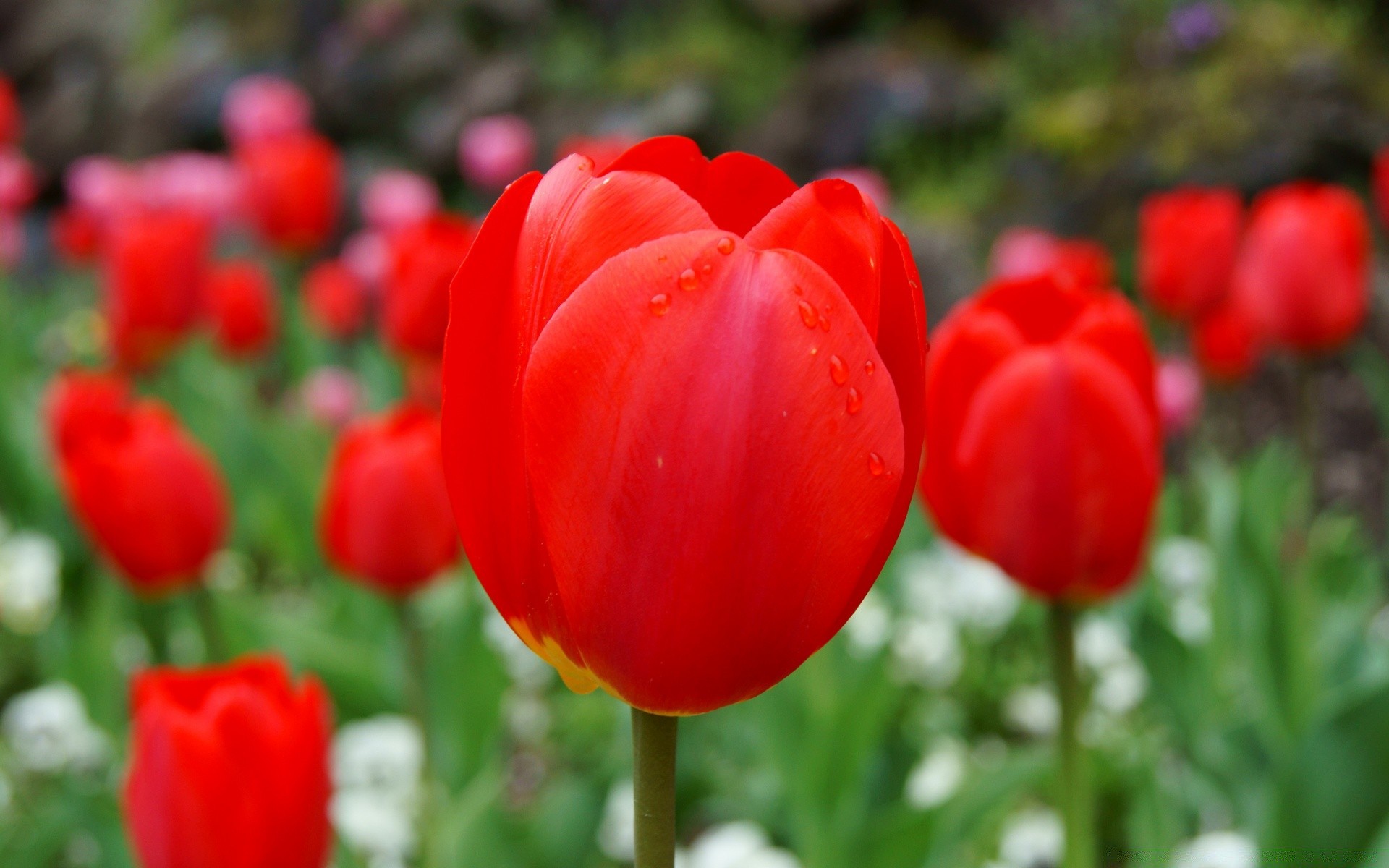 wiosna natura kwiat tulipan ogród flora liść lato kwiatowy kolor bluming jasny płatek na zewnątrz pole wzrost sezon park