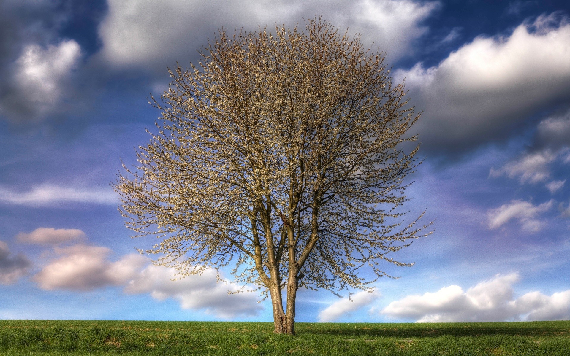 frühling landschaft des ländlichen baum landschaft natur himmel sonne dämmerung gras gutes wetter herbst holz im freien hell land wetter ein blatt saison