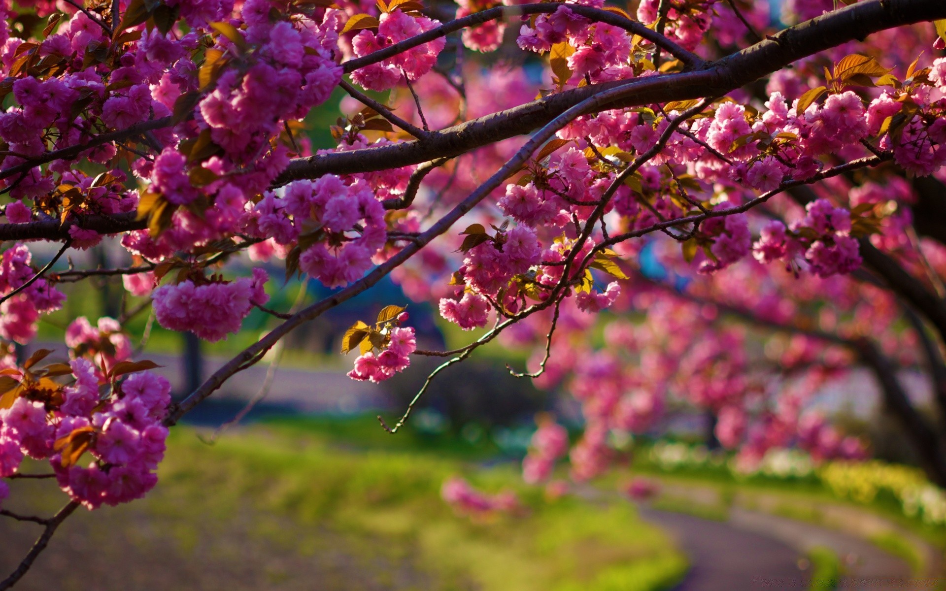 spring flower tree garden nature branch flora cherry blooming petal season floral color park leaf bright growth summer outdoors bud