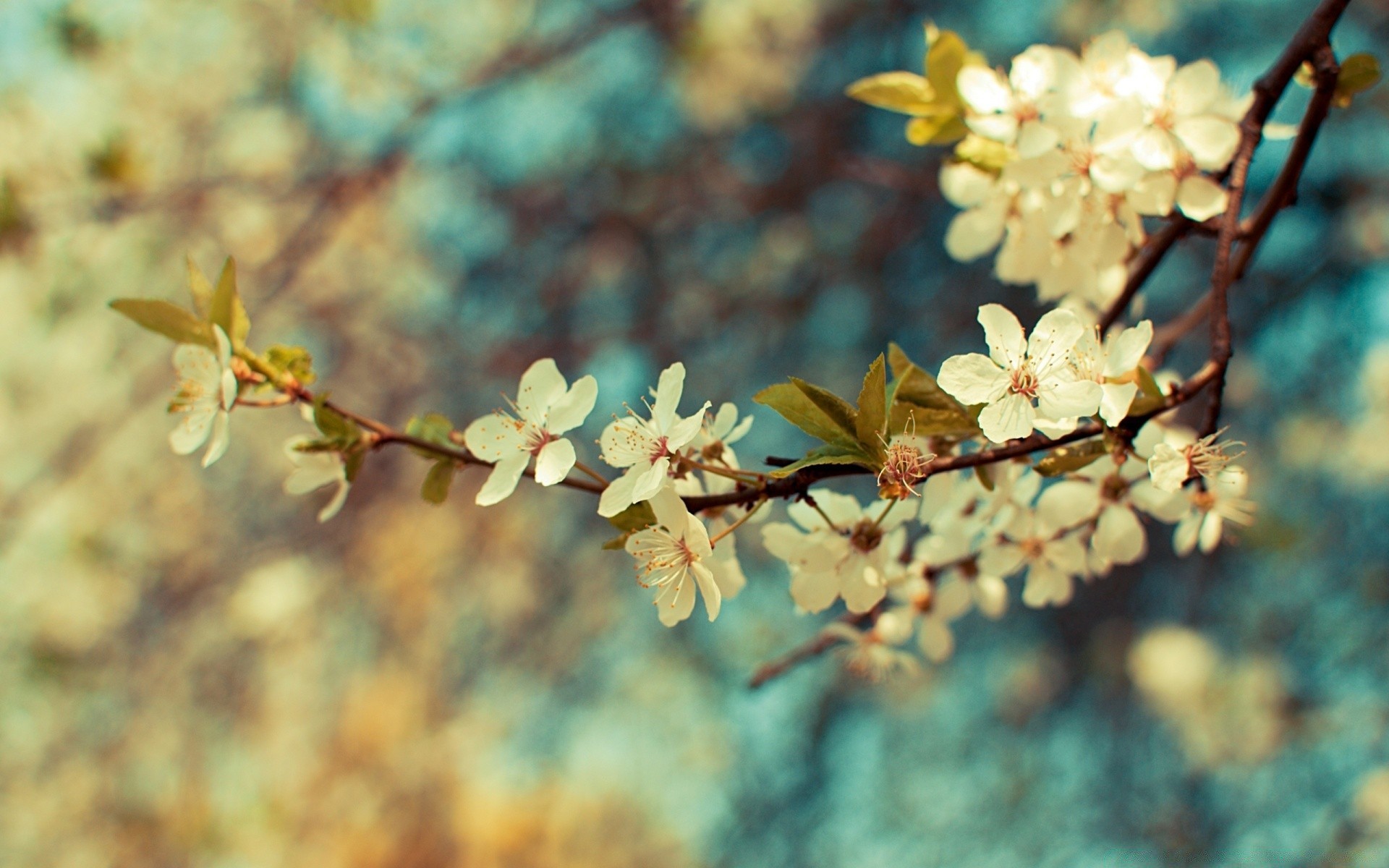 primavera flor naturaleza rama árbol flora cereza hoja al aire libre crecimiento temporada primer plano jardín floral amigo blumming buen tiempo color