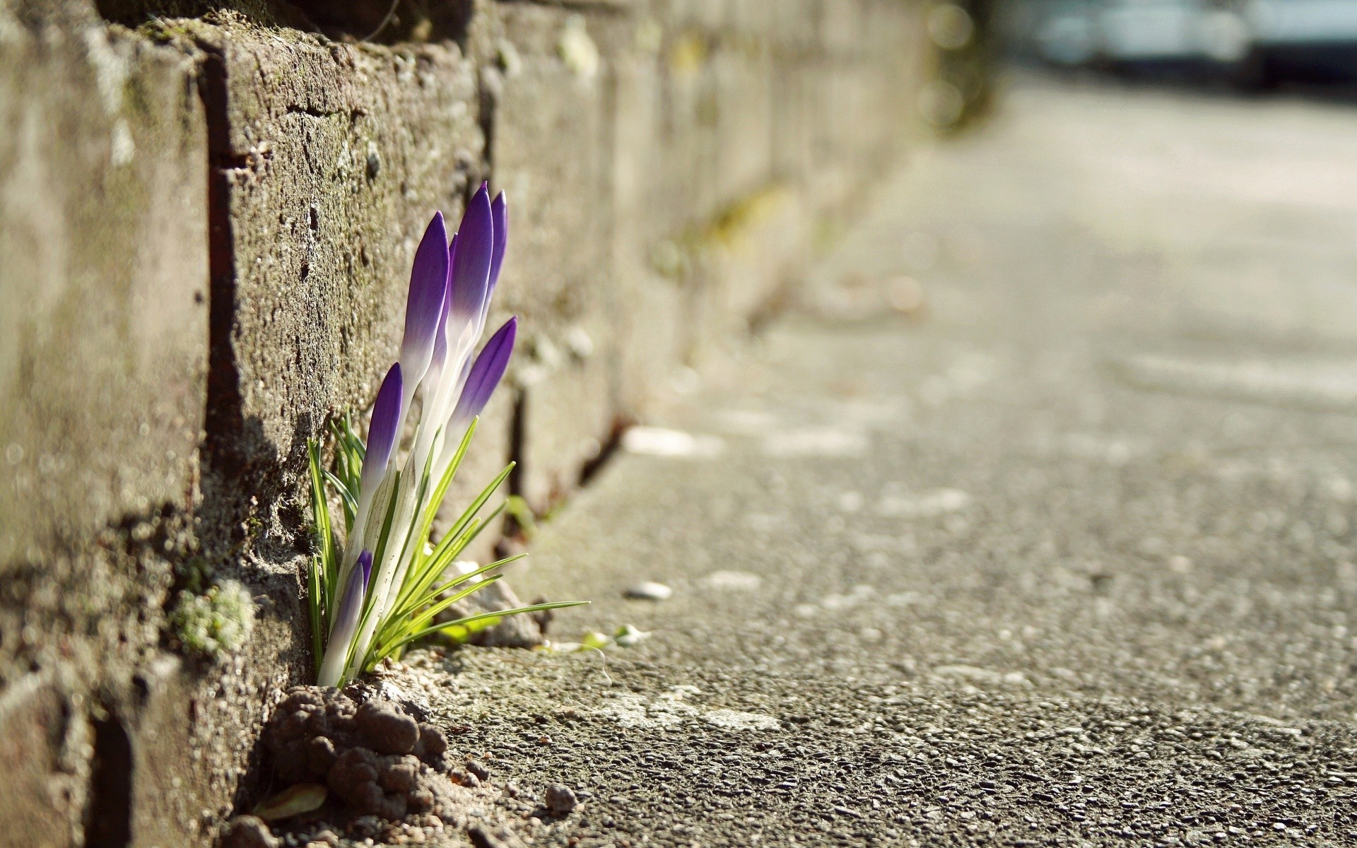 spring nature ground outdoors summer flower wood grass flora leaf