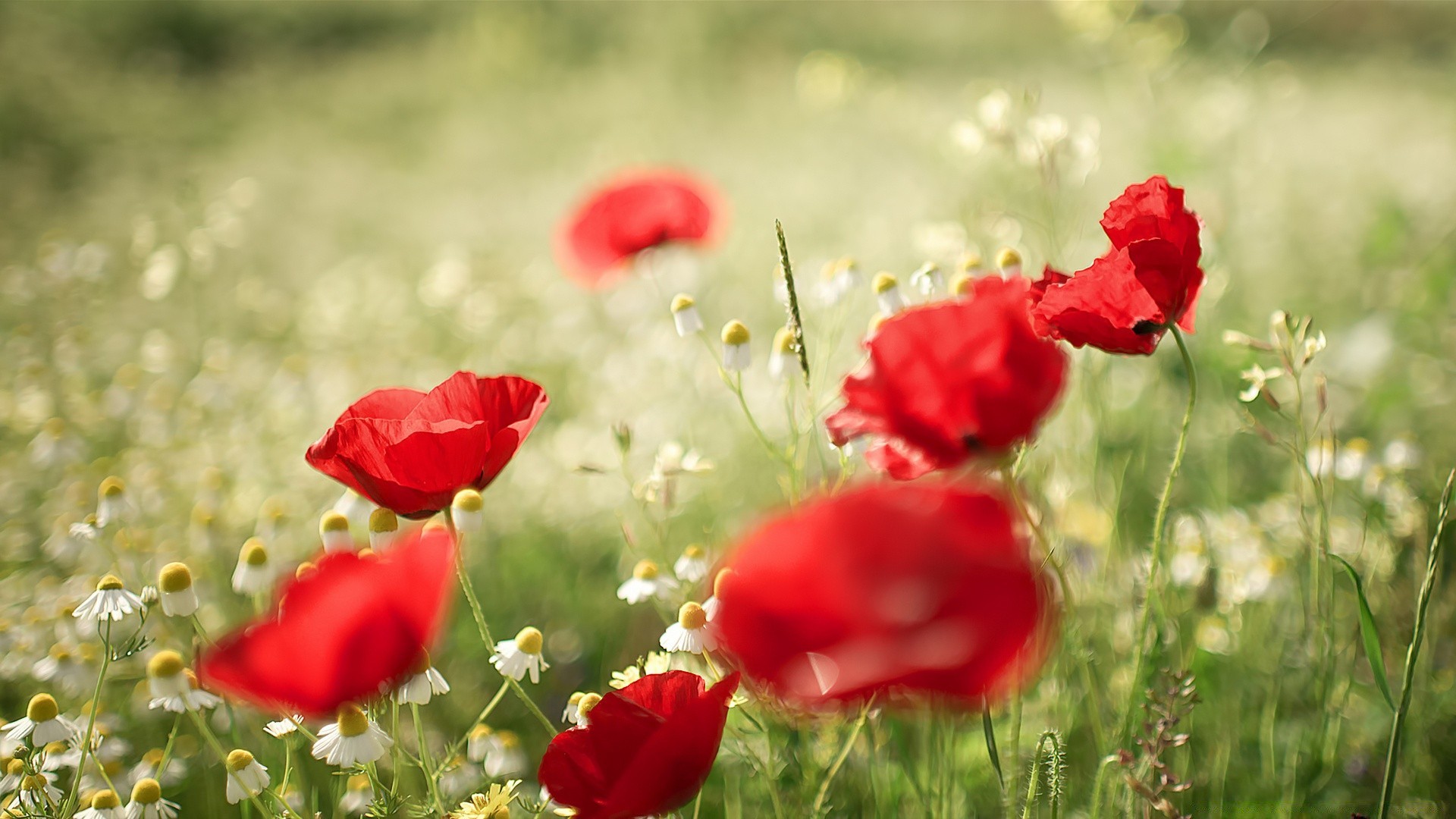 primavera natura fiore papavero campo estate erba fieno flora giardino floreale rurale fioritura all aperto foglia bel tempo sole petalo selvaggio campagna luminoso