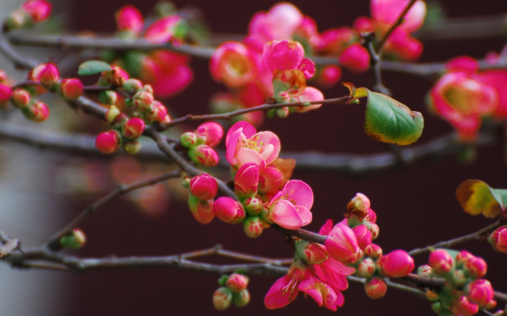 printemps fleur branche nature arbre flore jardin saison couleur cerise floral feuille lumineux croissance bluming décoration pétale à l extérieur arbuste fruits