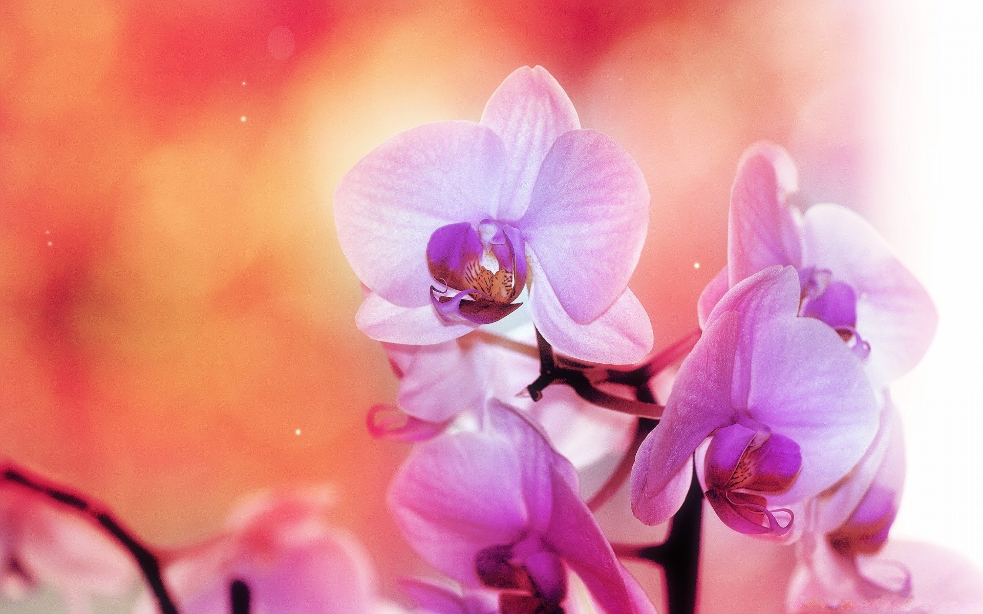 frühling blume natur blütenblatt elegant tropisch romantik flora hell orchideen blühen schön farbe blumen zart romantisch phalaenopsis exotisch sommer blatt