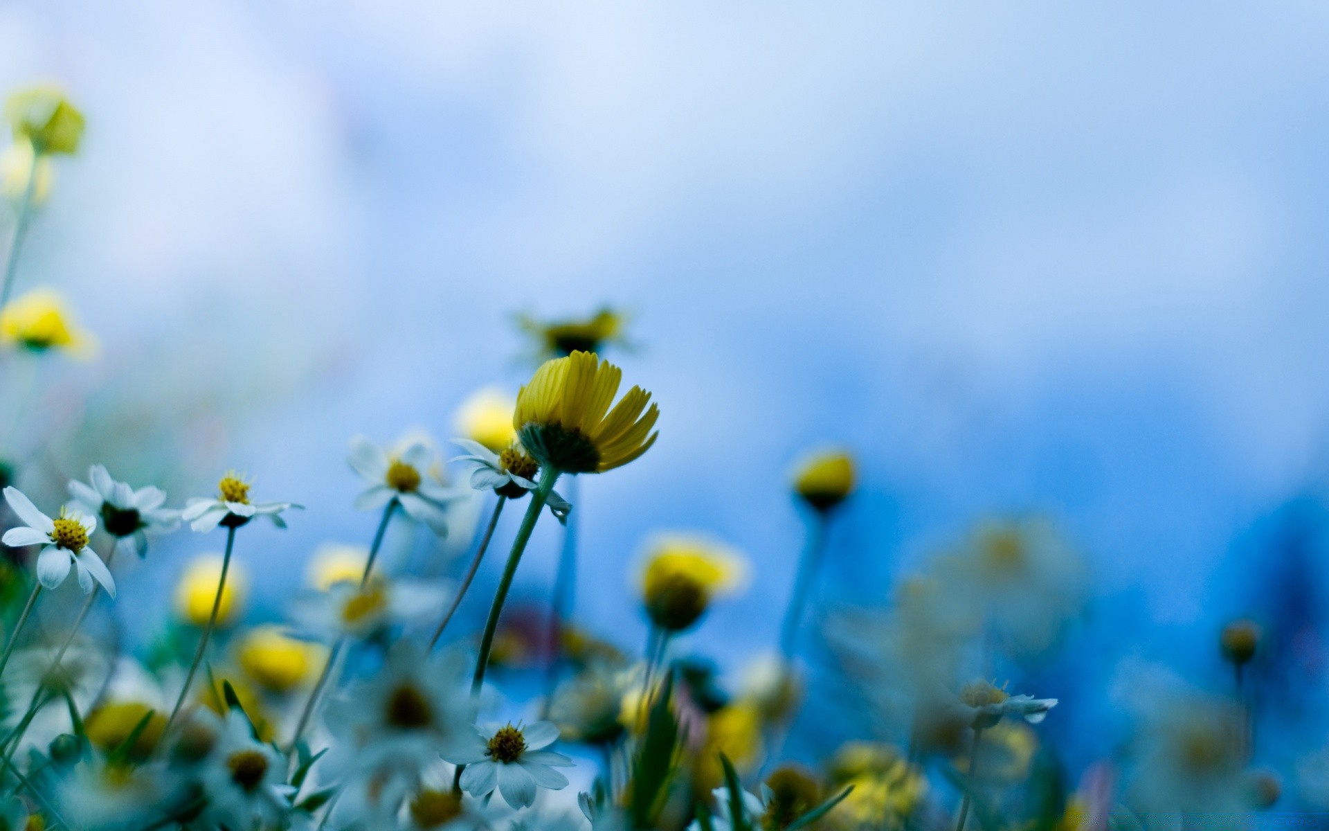 primavera natureza flor verão campo borrão bom tempo crescimento grama flora sol feno brilhante folha cor jardim ao ar livre camomila