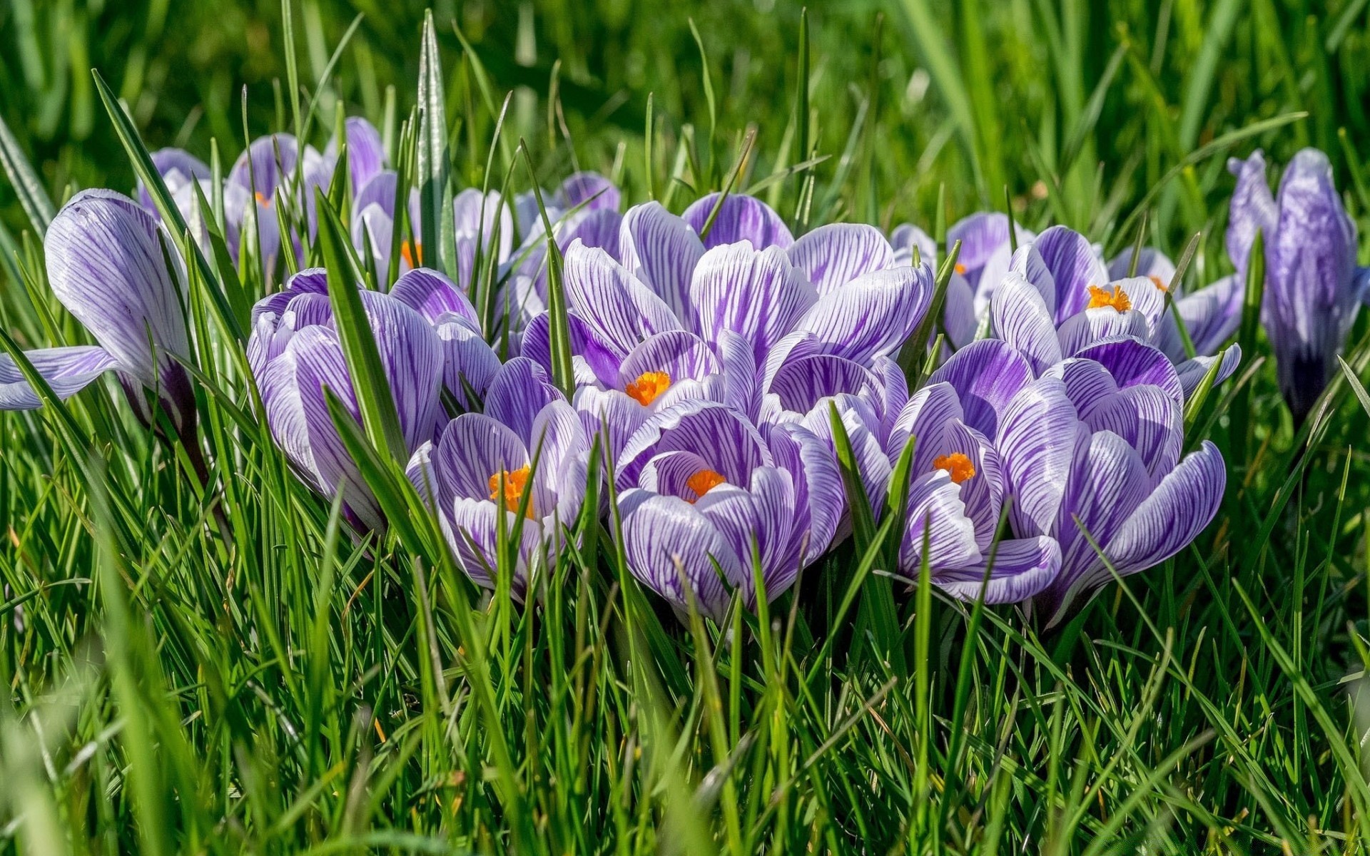 spring flower grass nature crocus flora hayfield easter field season garden floral blooming summer petal springtime violet park growth leaf bright