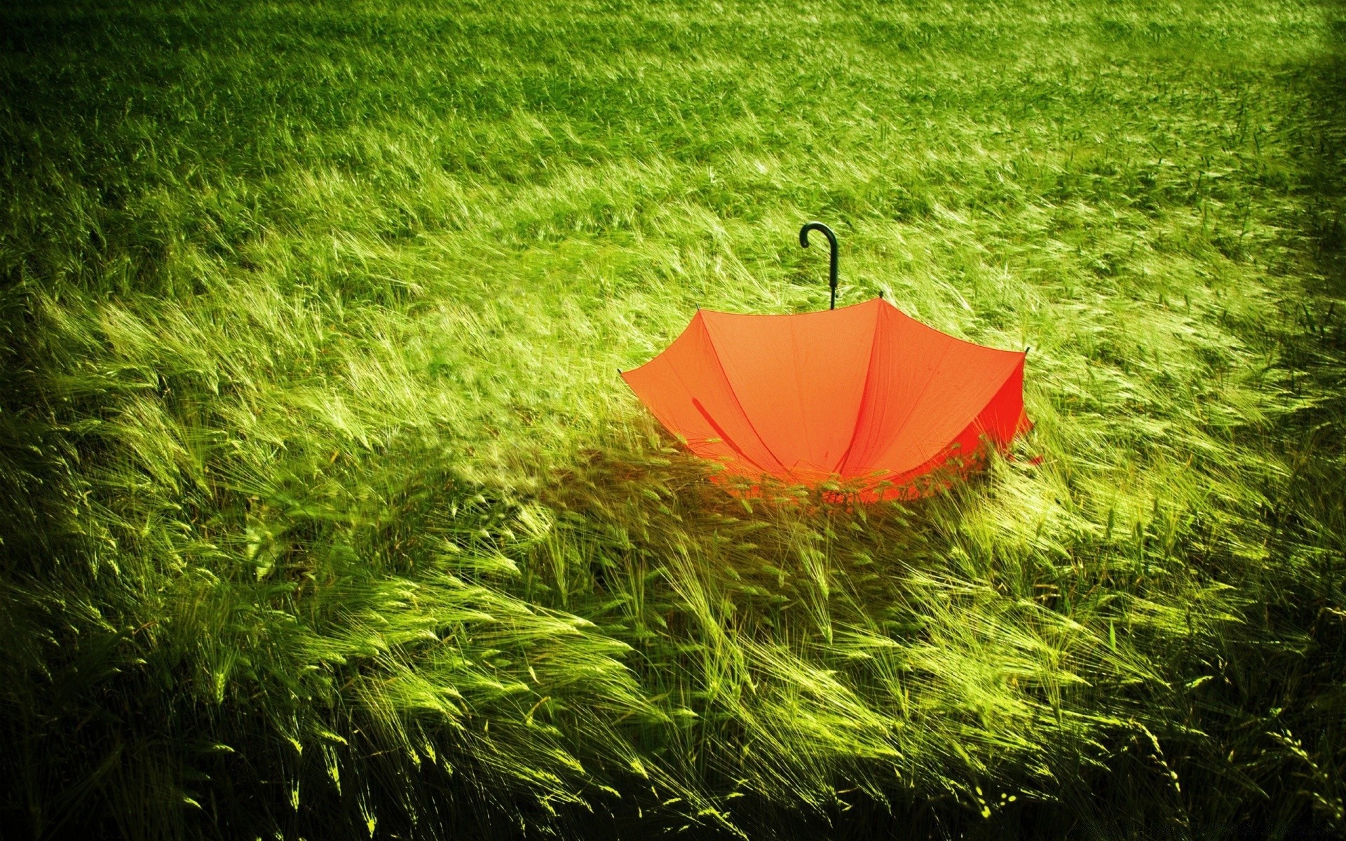 frühling gras sommer natur rasen wachstum garten im freien flora blatt feld heuhaufen landschaft boden medium gutes wetter blume hell sonne essen