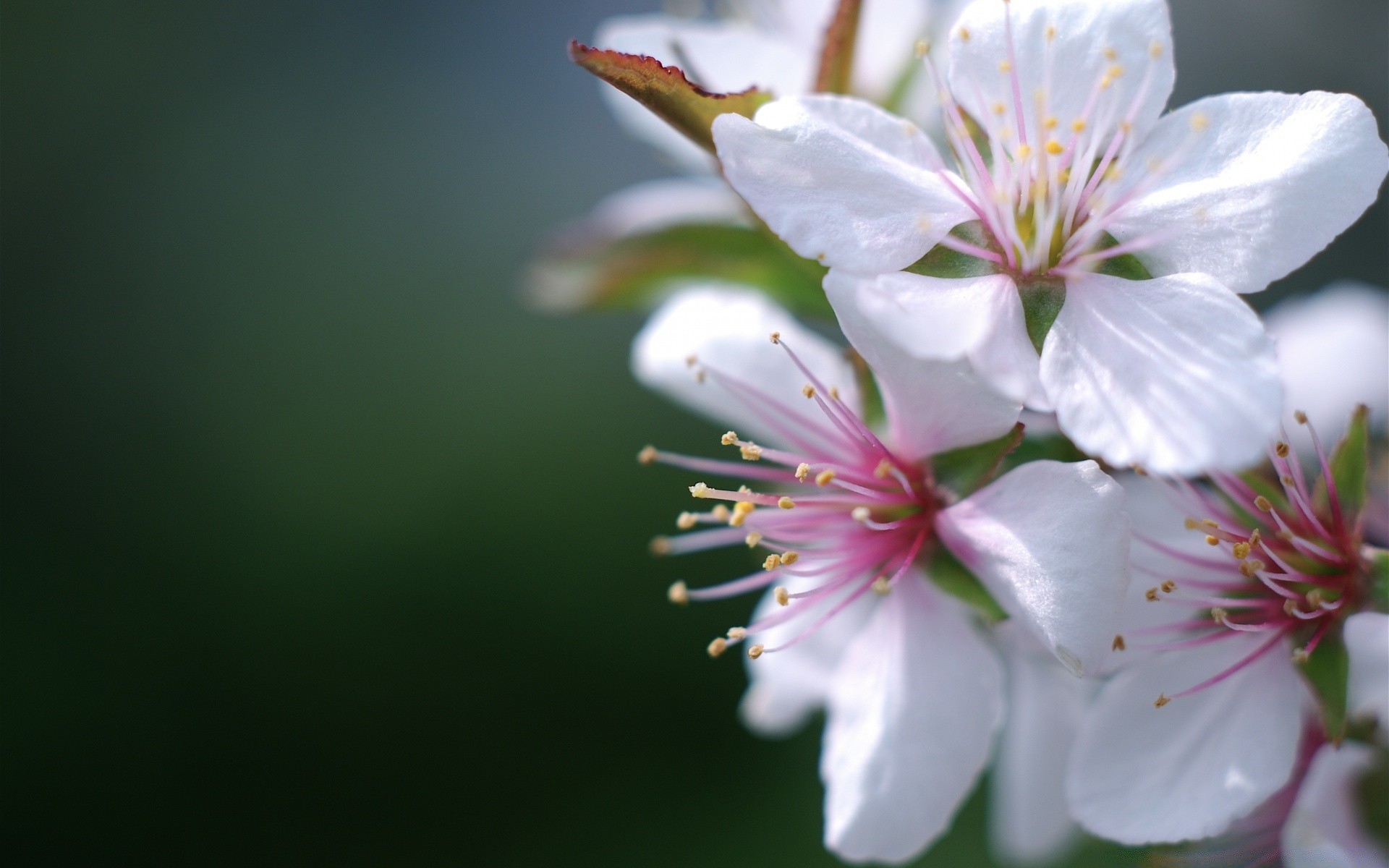 primavera flor natureza flora folha cereja maçã jardim crescimento pétala brilhante amigo verão exterior árvore delicado blooming