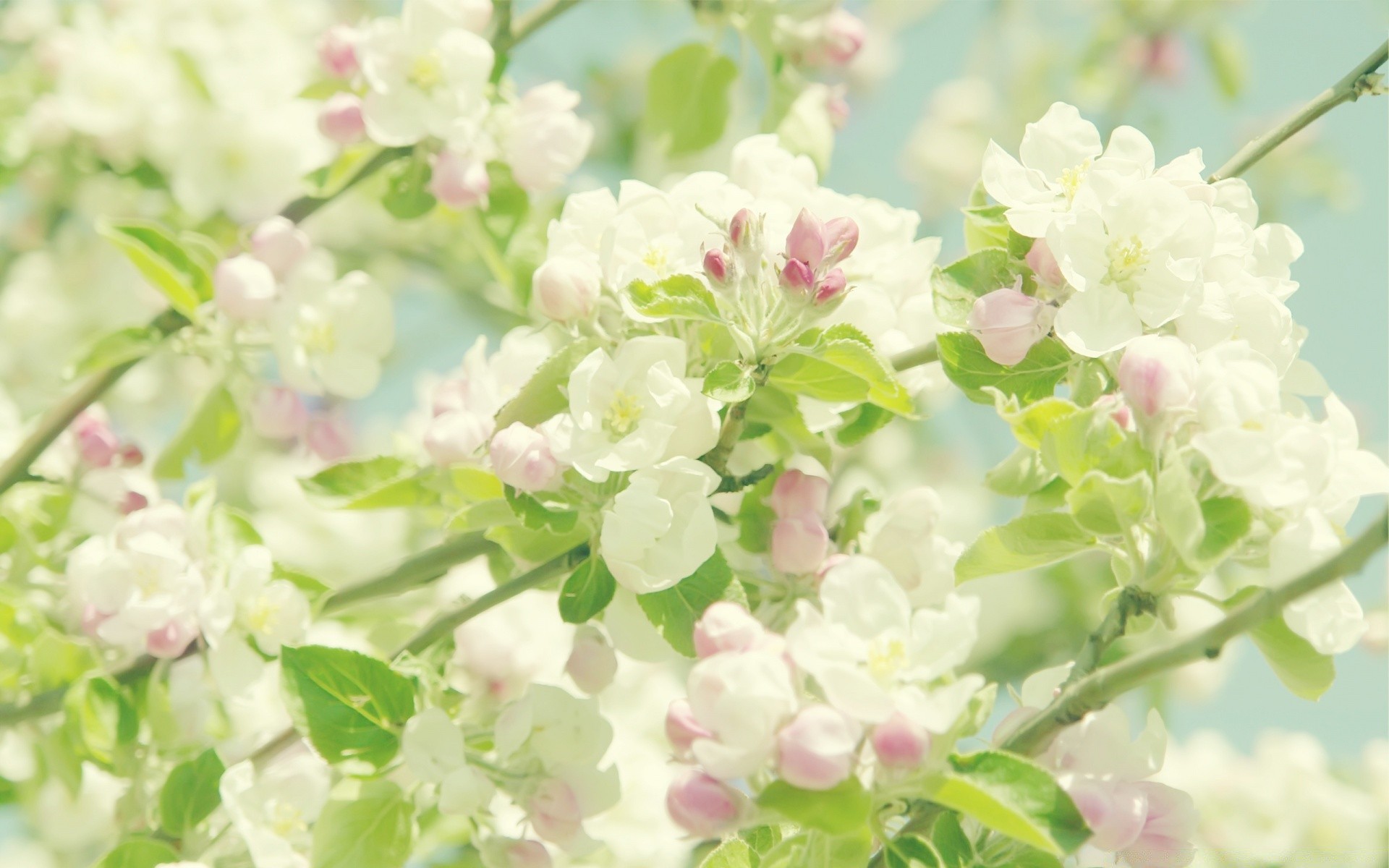 spring flower flora nature floral branch garden leaf blooming petal close-up tree cherry season color beautiful summer freshness field bud desktop