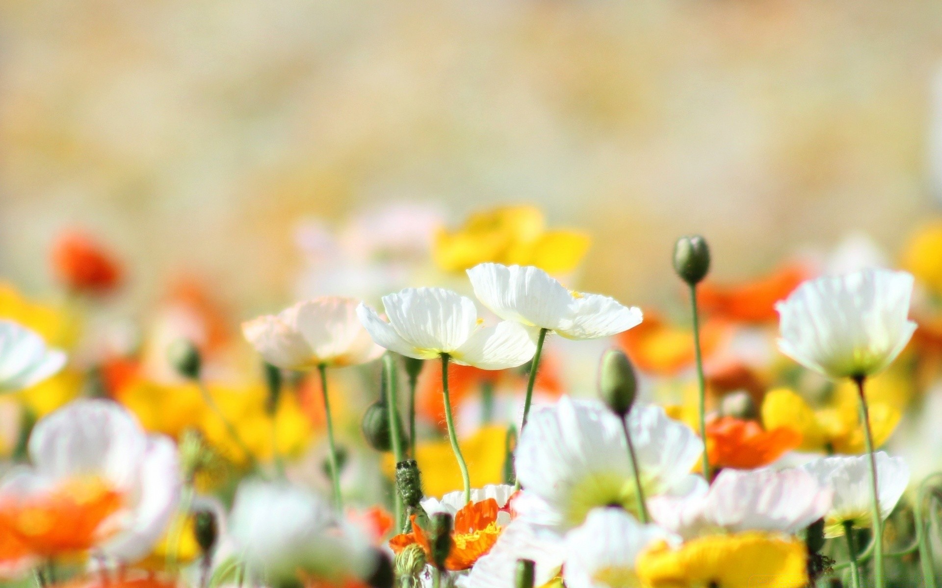 printemps nature été fleur flore champ lumineux feuille couleur jardin herbe beau temps saison à l extérieur foin croissance floral sauvage rural soleil