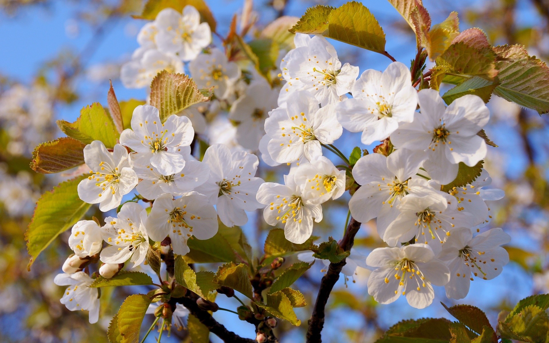 spring flower tree nature flora branch leaf cherry season garden blooming petal growth apple floral bud outdoors springtime park close-up