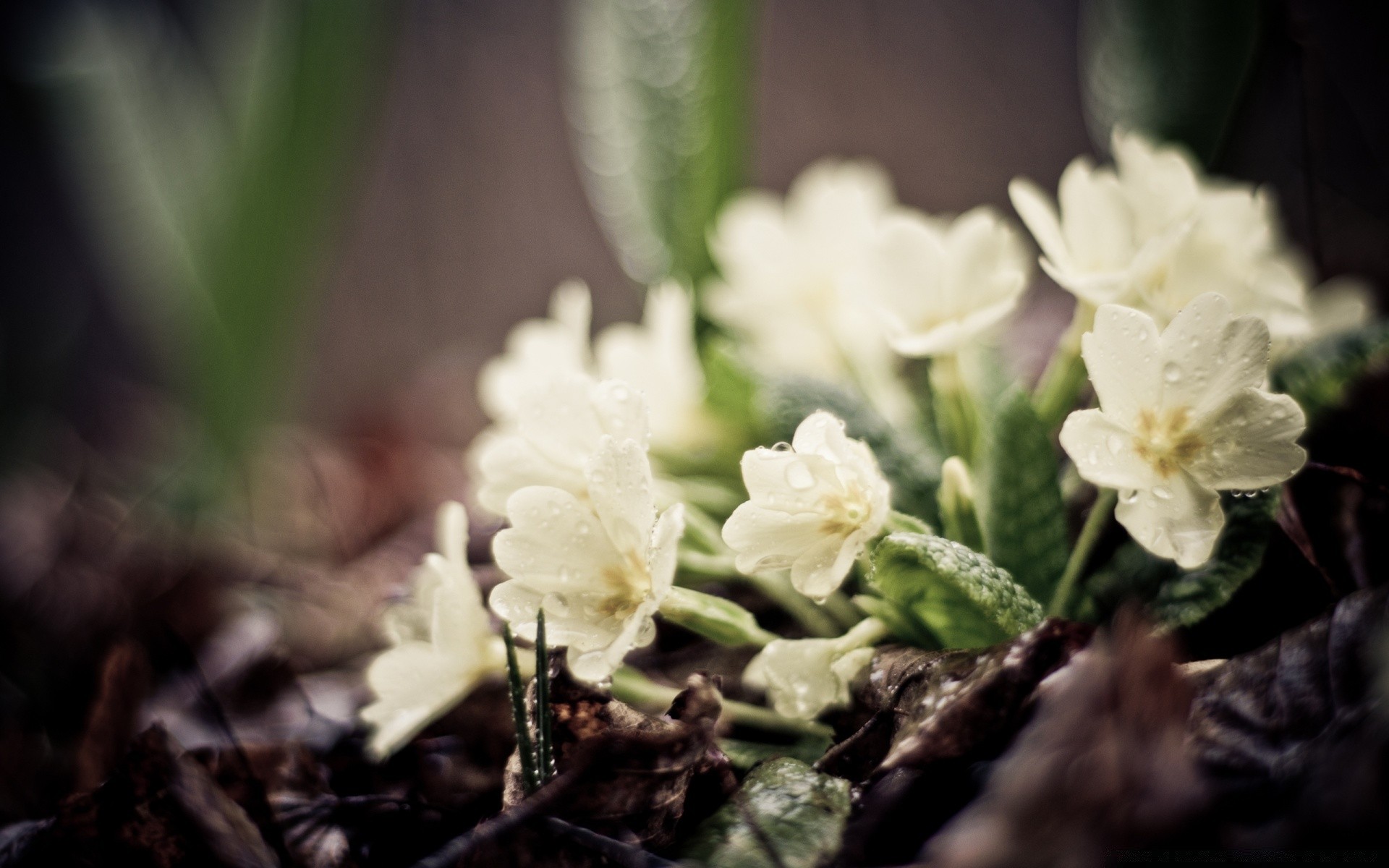 spring nature flower flora leaf floral petal close-up blooming garden beautiful season outdoors color summer growth bright wild bouquet bud