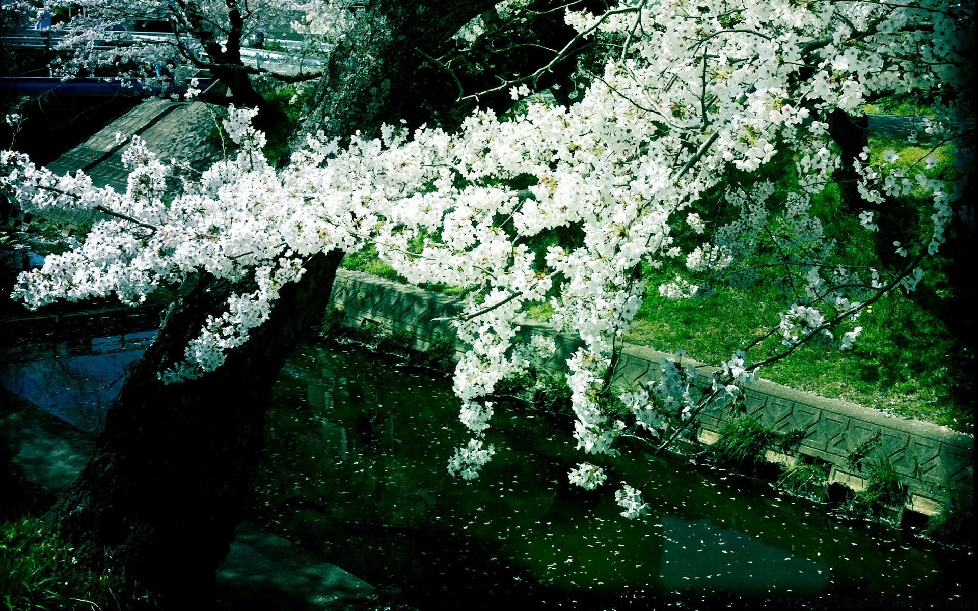 frühling blume baum natur saison flora zweig blatt park garten im freien blühen kirsche holz landschaft