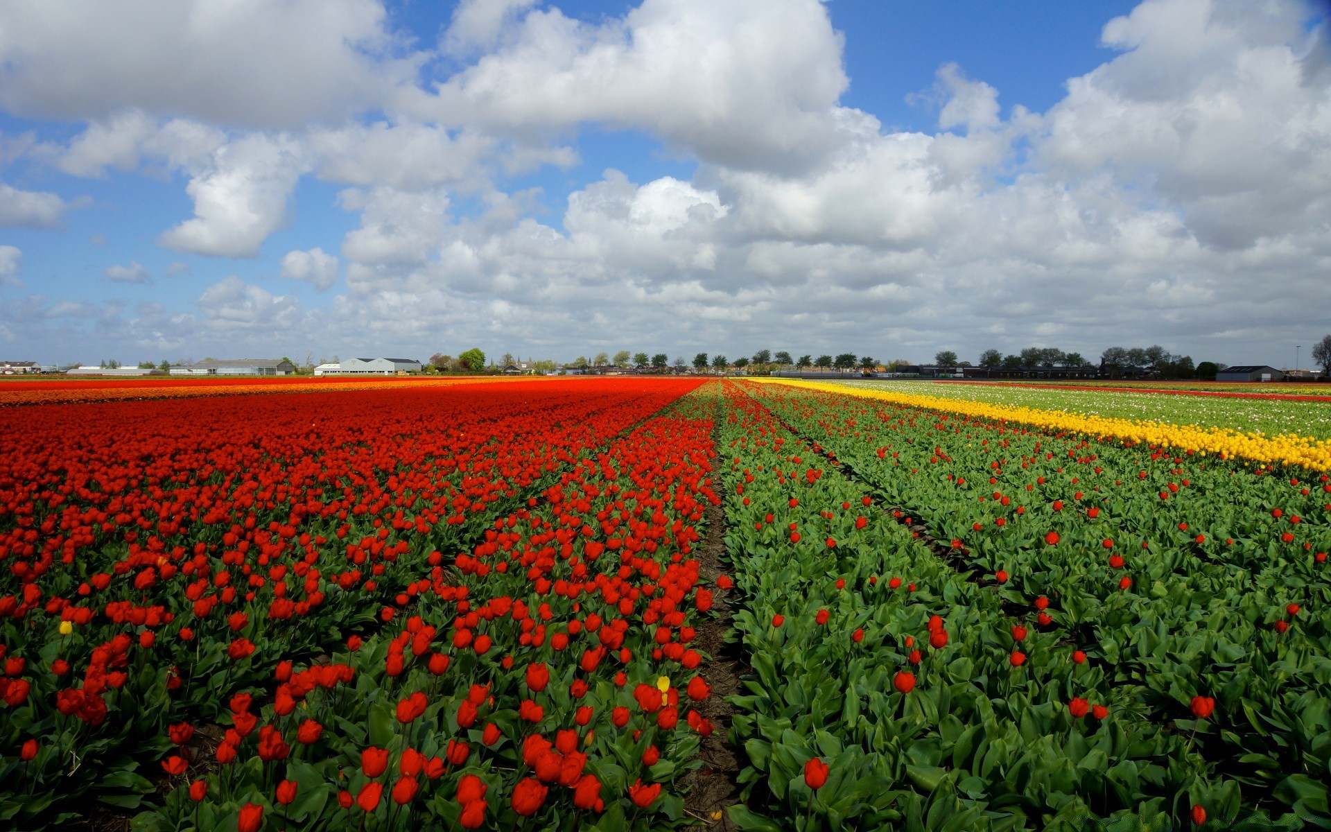 wiosna rolnictwo kwiat gospodarstwo wzrost pole na zewnątrz ziemia uprawna krajobraz flora pastwisko światło dzienne tulipan poppy wiejskie natura rosną żniwa sianokosy lato