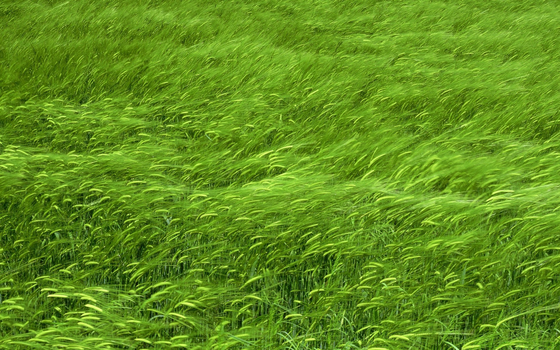 frühling gras üppig flora wachstum blatt sommer natur desktop rasen feld heuhaufen umwelt boden hell ländlichen landwirtschaft hell weide frische