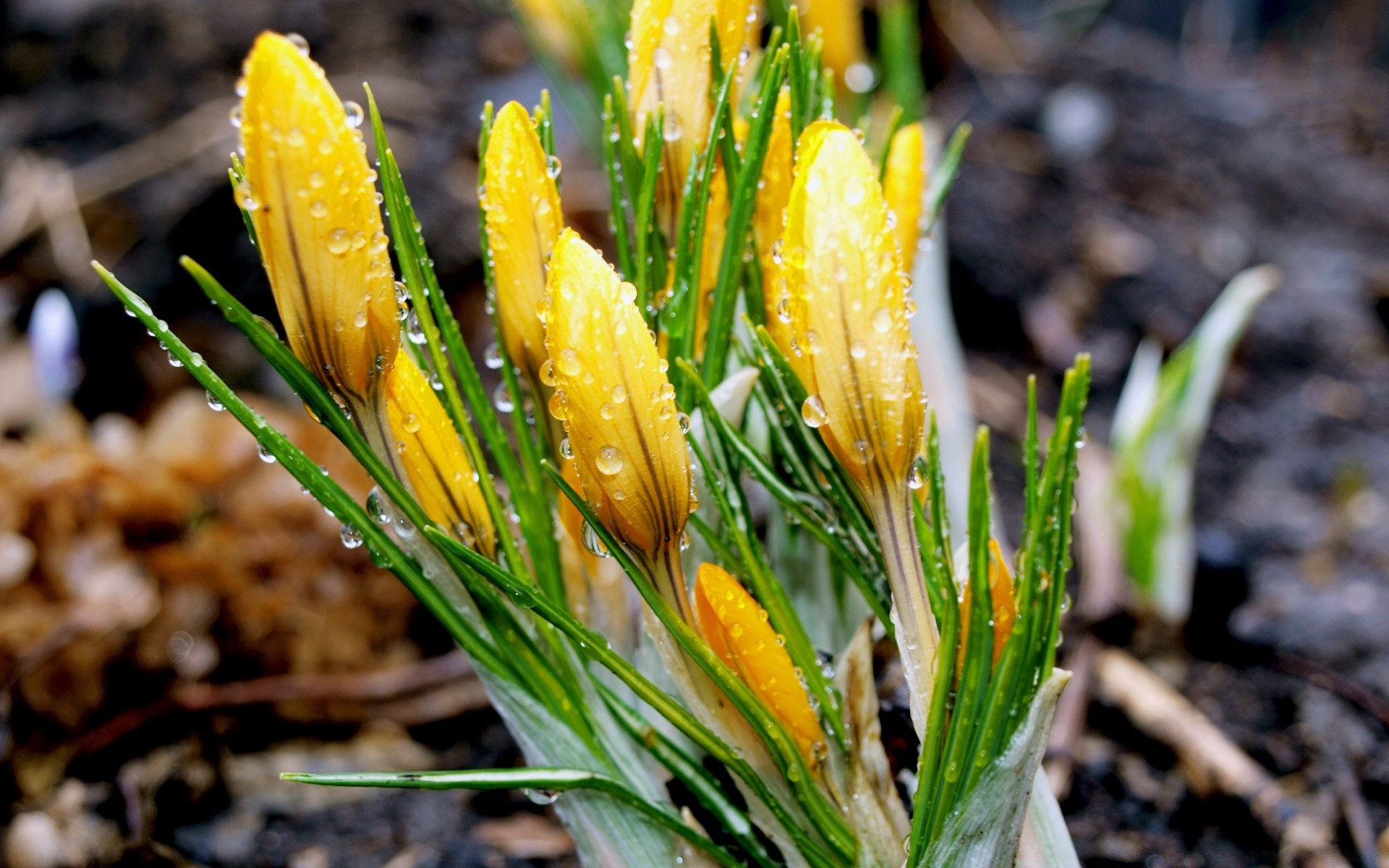 primavera natura foglia all aperto flora estate primo piano stagione bel tempo fiore erba luminoso