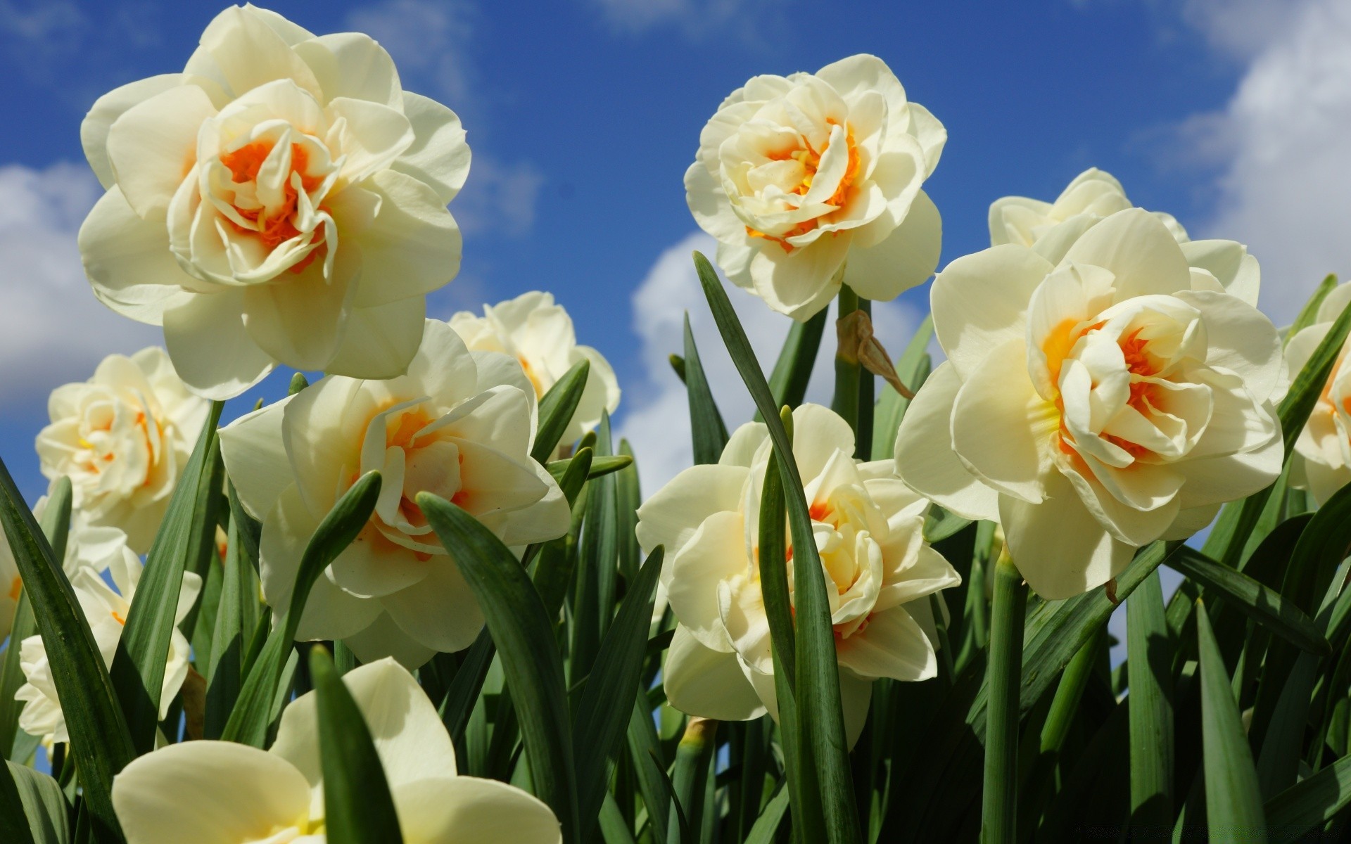 primavera fiore natura flora bouquet floreale pasqua petalo tulipano fiore foglia cluster romanticismo giardino regalo amore buccia colore brillante estate