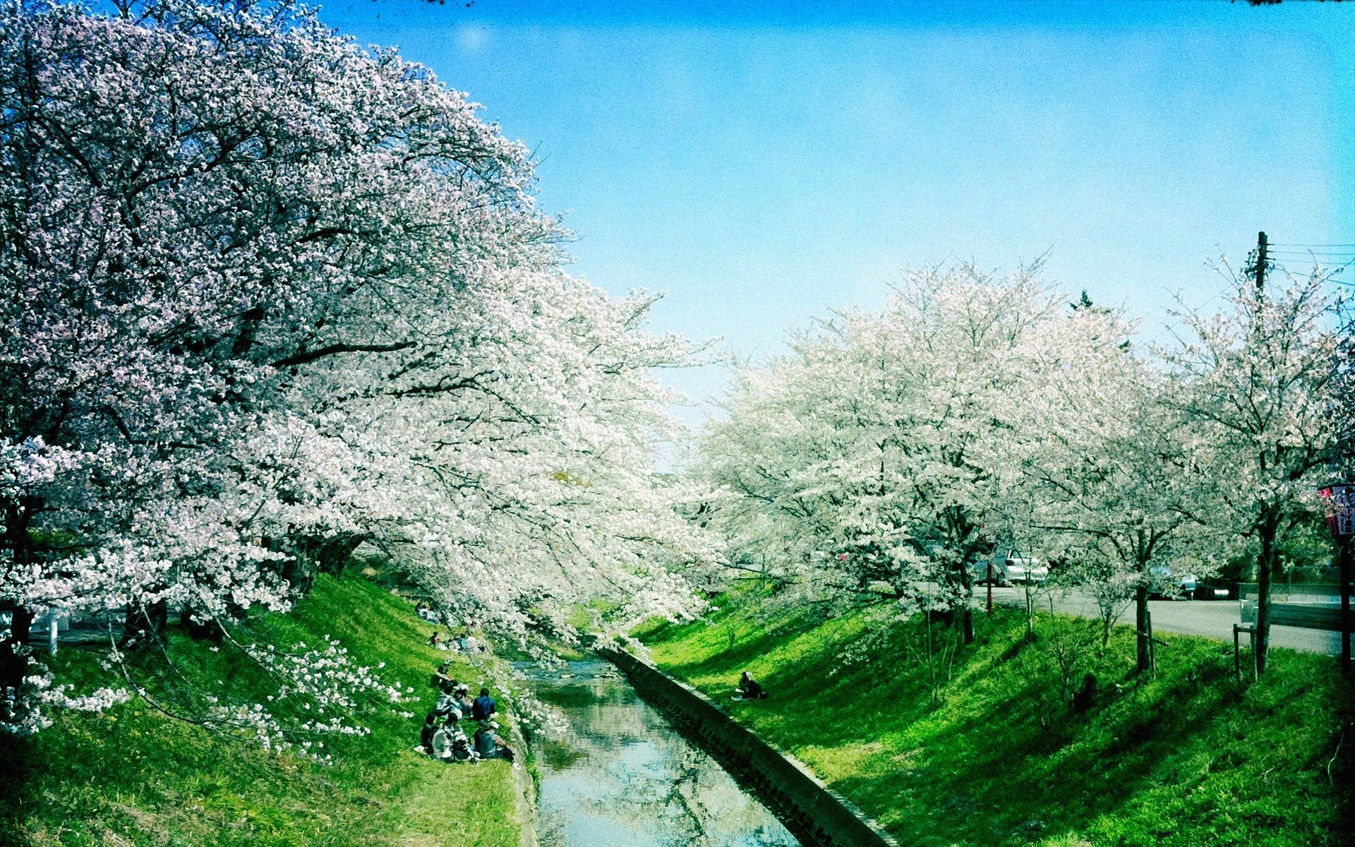 frühling baum landschaft saison natur park zweig im freien holz flora gras des ländlichen himmel szene landschaft frühling blatt blume sommer aufstieg landschaft