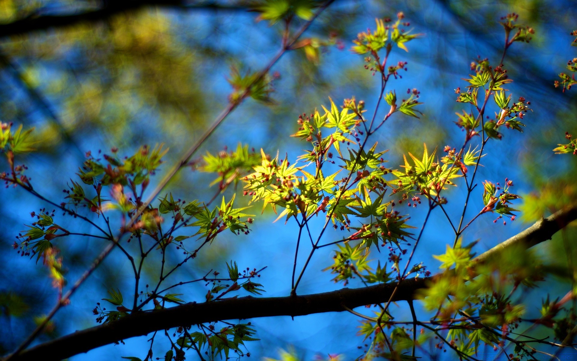 primavera albero foglia natura ramo fiore flora stagione luminoso bel tempo crescita parco sole all aperto legno giardino colore autunno paesaggio ambiente