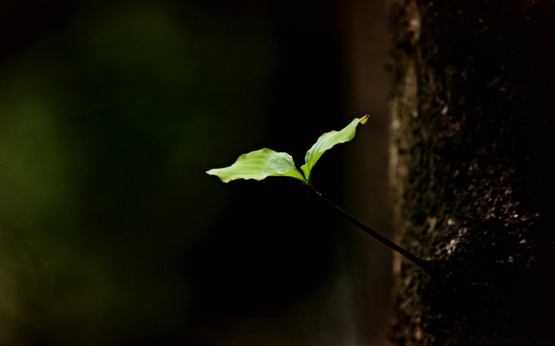 spring leaf blur nature sprout growth flora tree light garden rain environment backlit soil wood outdoors