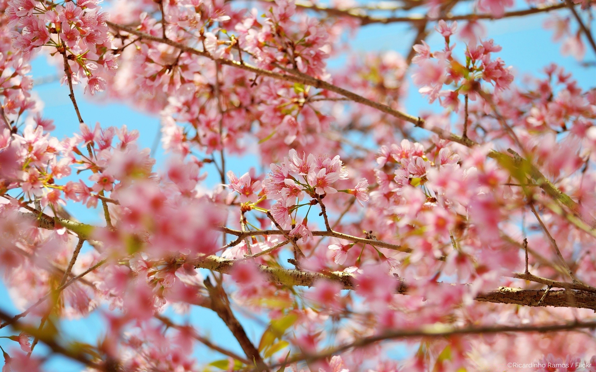 primavera cereza flor rama árbol naturaleza flora temporada jardín floración pétalo primer plano color crecimiento floral brillante hoja amigo verano primavera