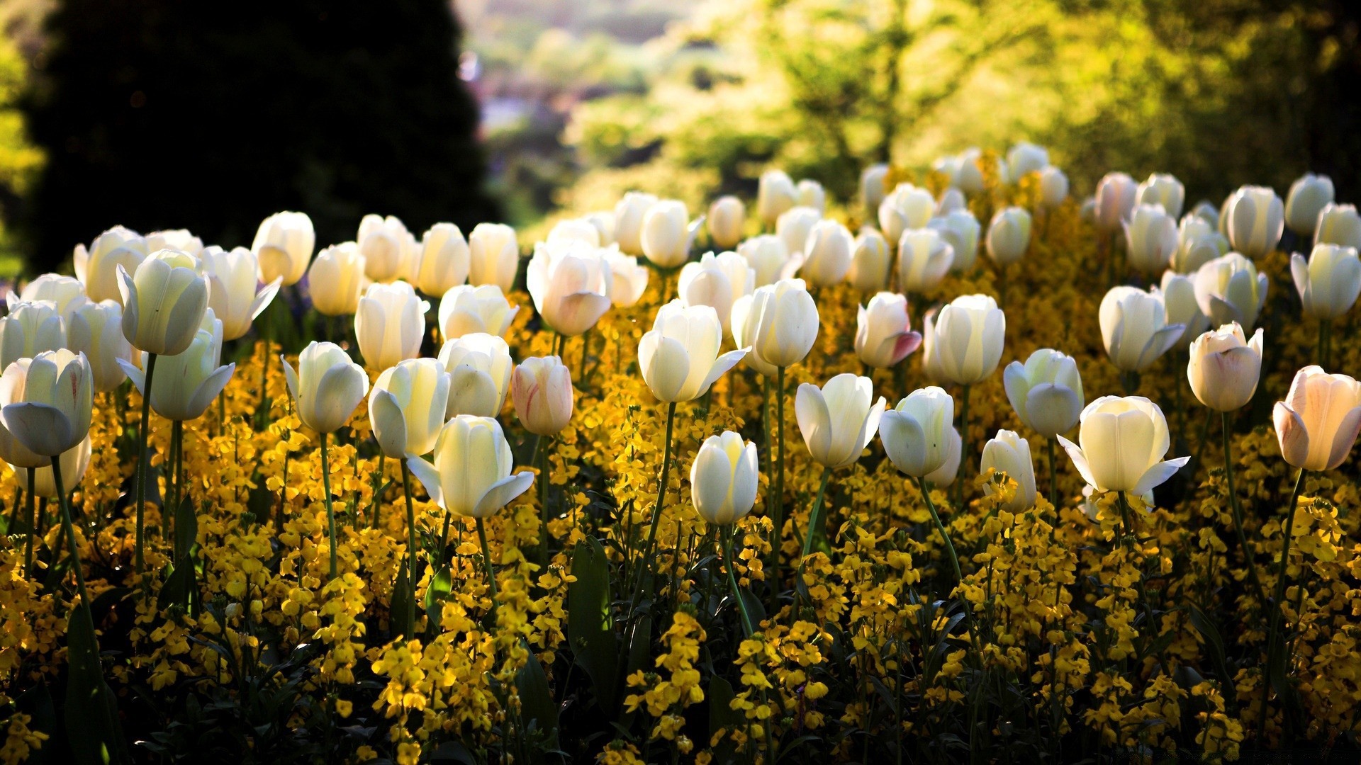 primavera natureza flor flora jardim brilhante folha campo estação crescimento cor ao ar livre blooming tulipa verão pétala floral parque