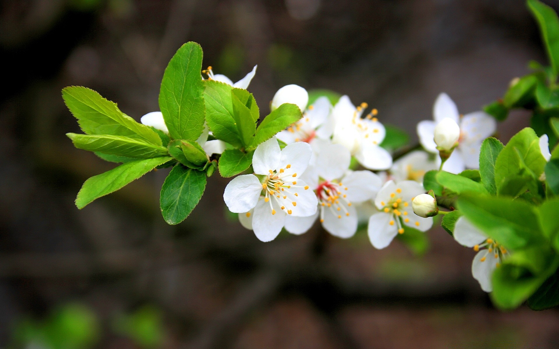 printemps nature fleur feuille flore jardin arbre branche croissance saison bluming copain cerise à l extérieur gros plan floral pétale parc pomme été