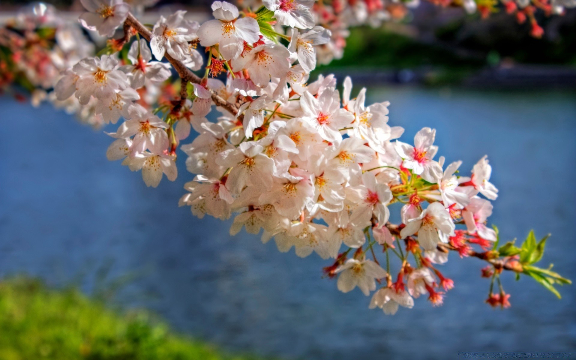 primavera flor naturaleza jardín flora temporada árbol floración rama cereza hoja pétalo al aire libre floral verano parque crecimiento color primer plano buen tiempo