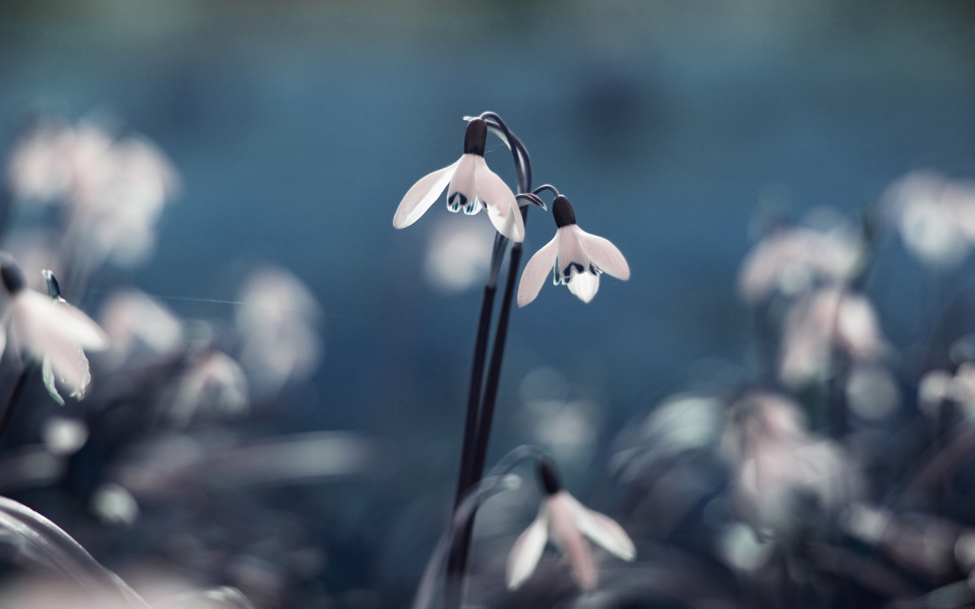 frühling natur im freien unschärfe blume regen