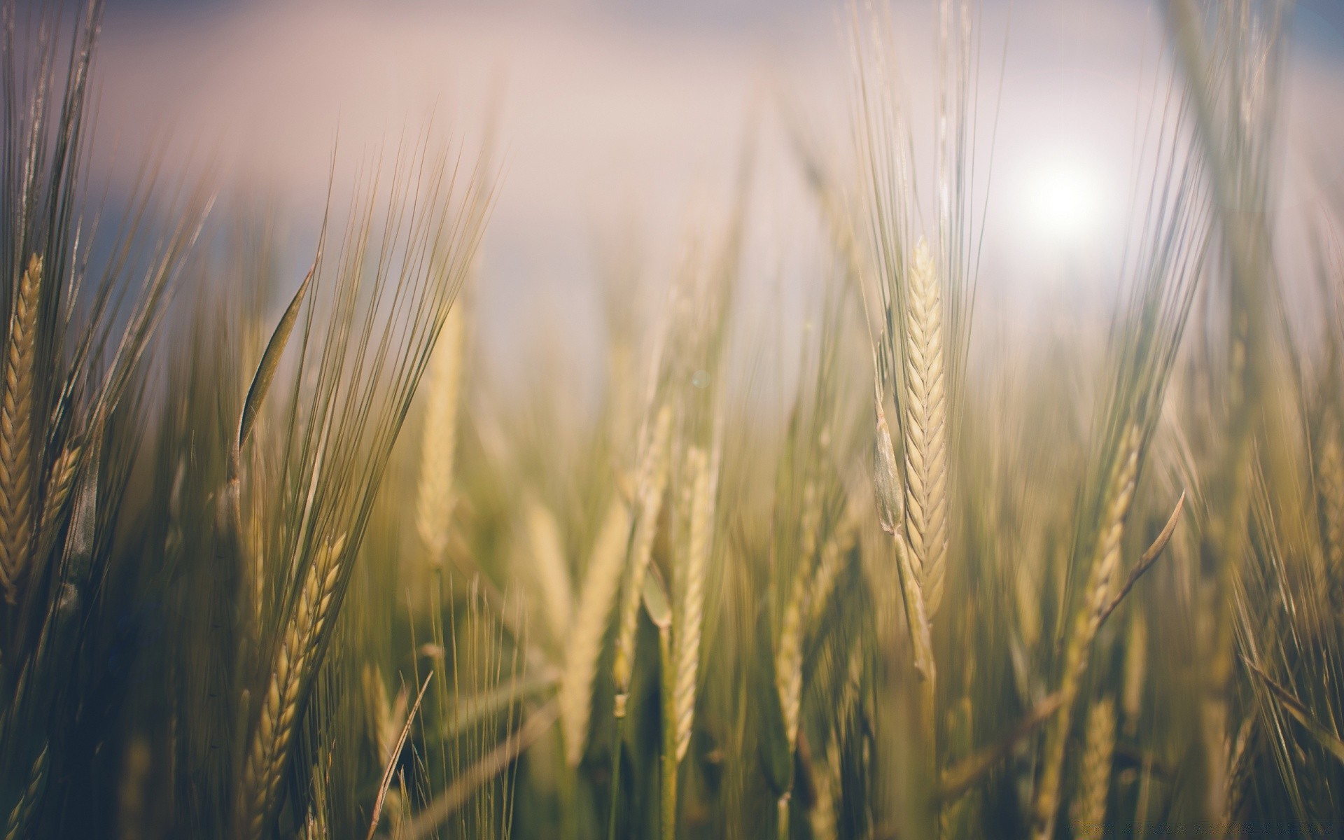 primavera grano cereali pane rurale pascolo oro segale mais paglia raccolto fattoria campo orzo campagna crescita agricoltura terreno agricolo sole seme