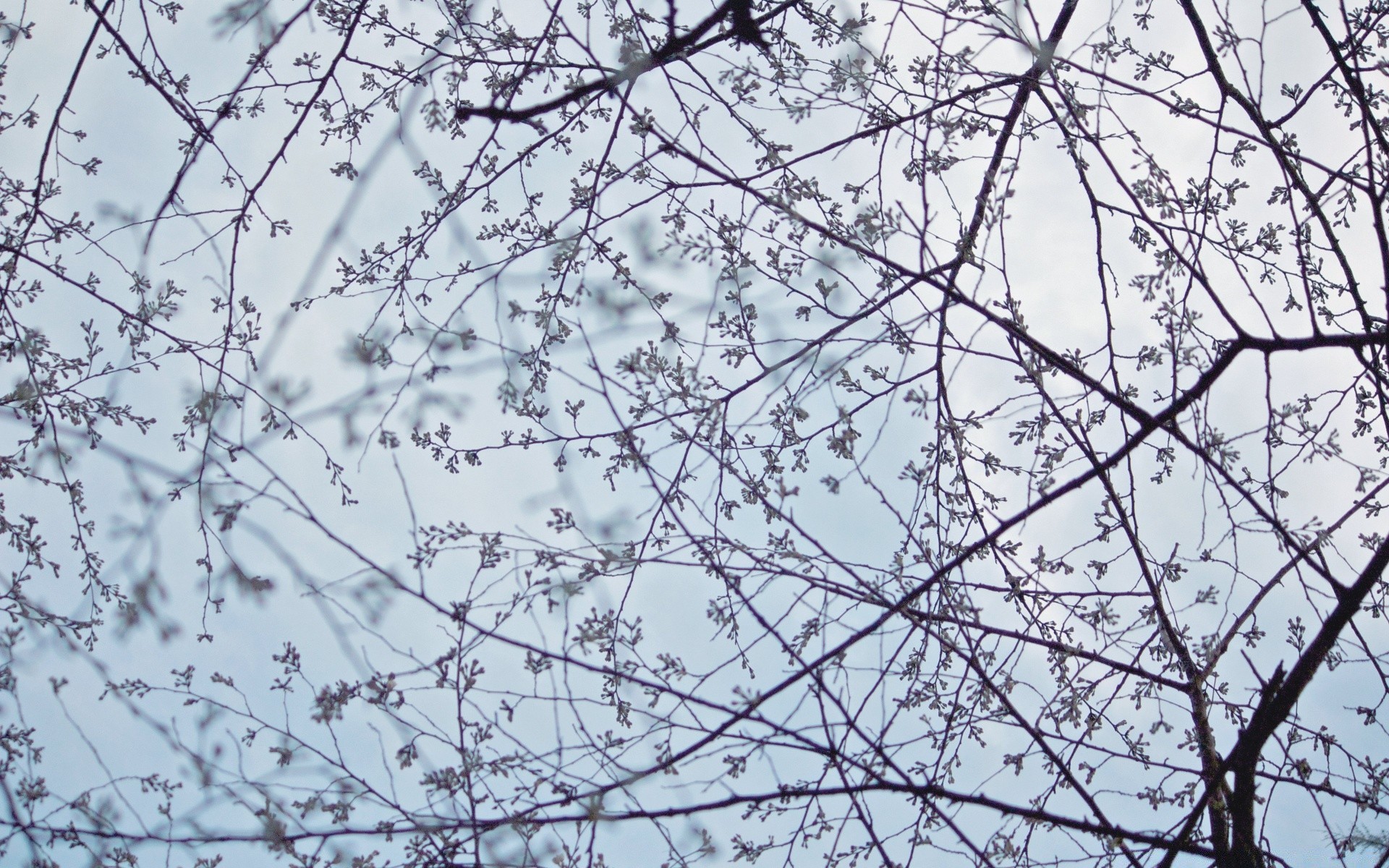 printemps arbre branche nature bureau saison flore hiver cerise ciel résumé fleur feuille croissance gros plan