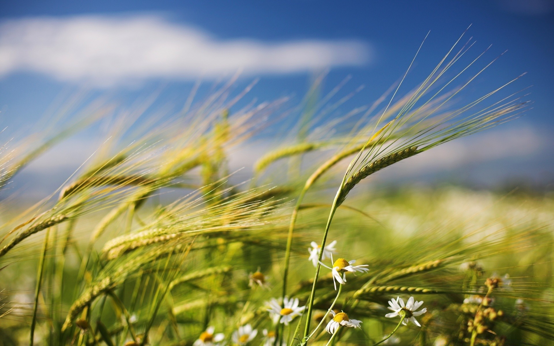 spring field rural pasture wheat sun cereal grass summer farm nature crop hayfield growth corn sky country countryside landscape agriculture fair weather