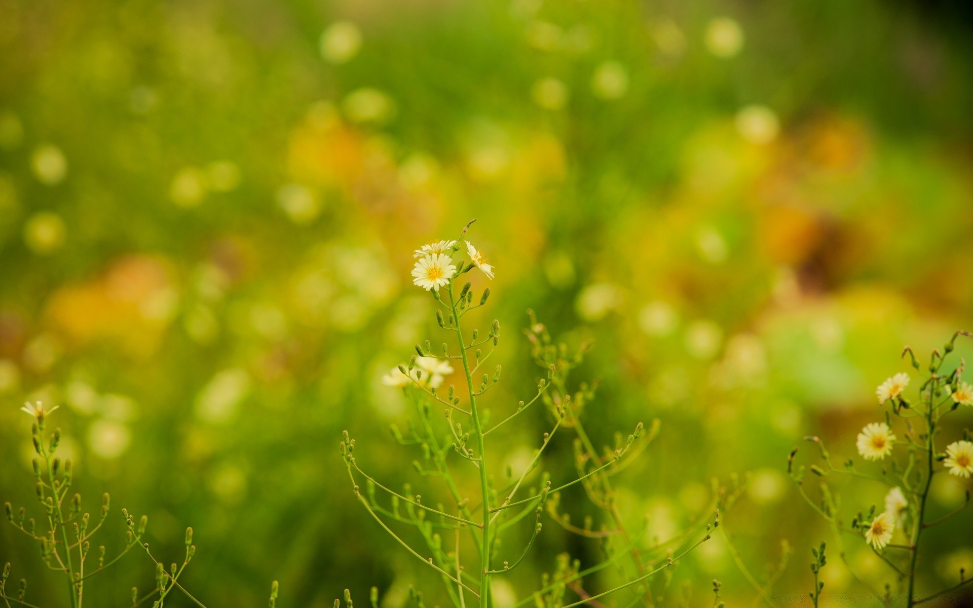 primavera natura foglia estate crescita erba flora giardino alba bel tempo sole pioggia all aperto luminoso