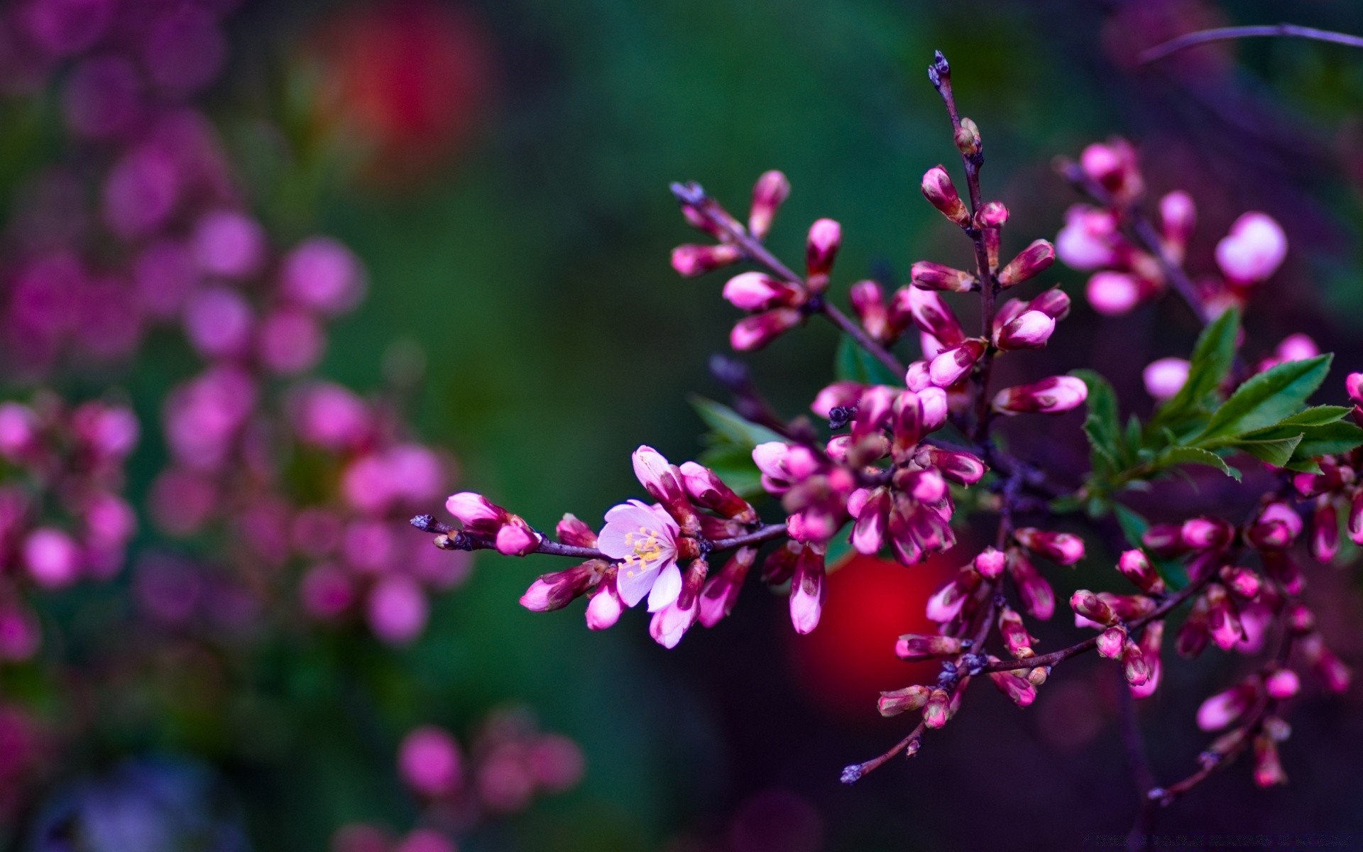 frühling blume natur flora garten blumen blatt blütenblatt blühen farbe sommer saison baum hell zweig schließen unschärfe schön