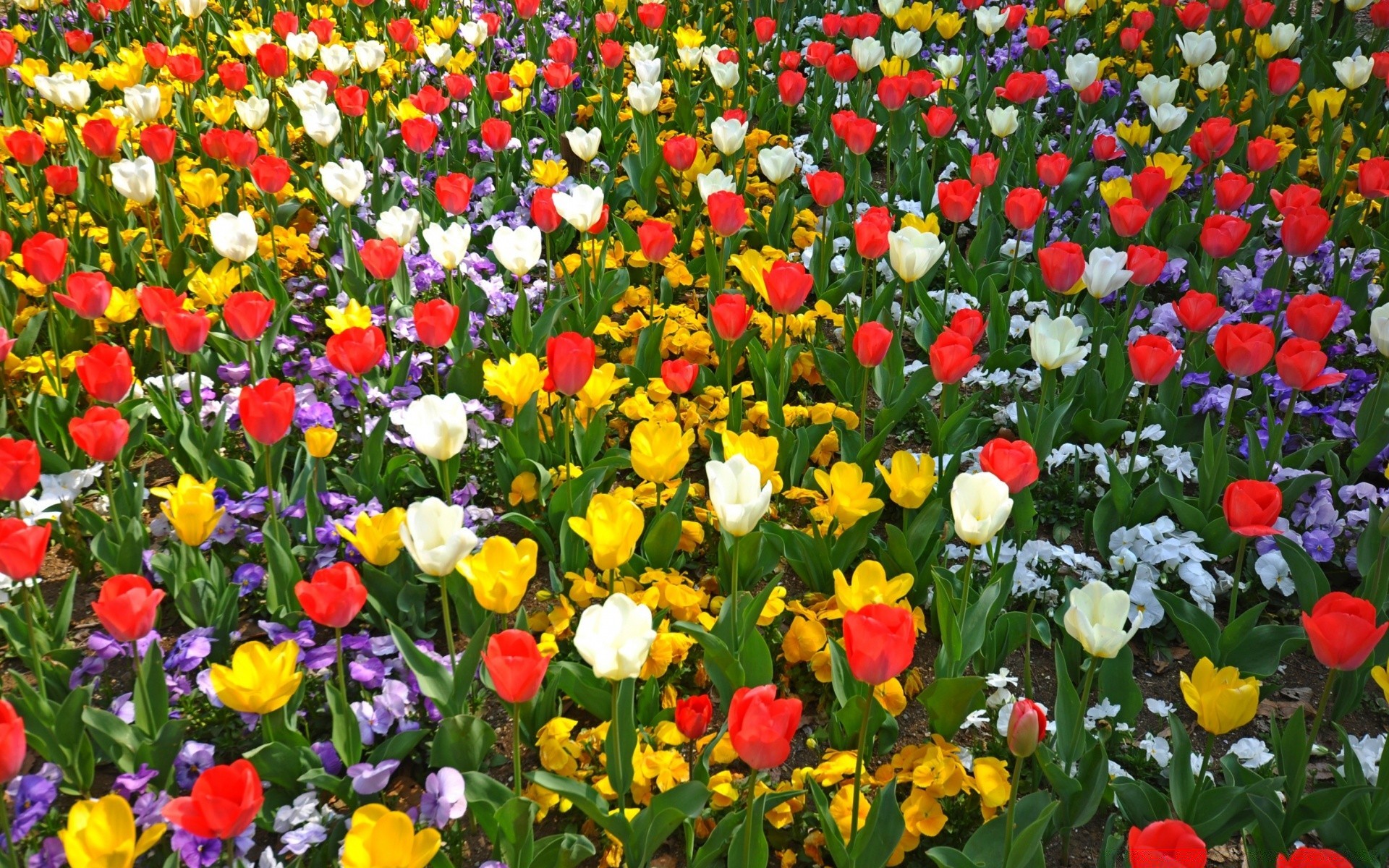 bahar çiçek lale bahçe flora alan doğa çiçek açan çiçek renk taçyaprağı yaz parlak yaprak canlı sezon büyüme park yatak saman otu