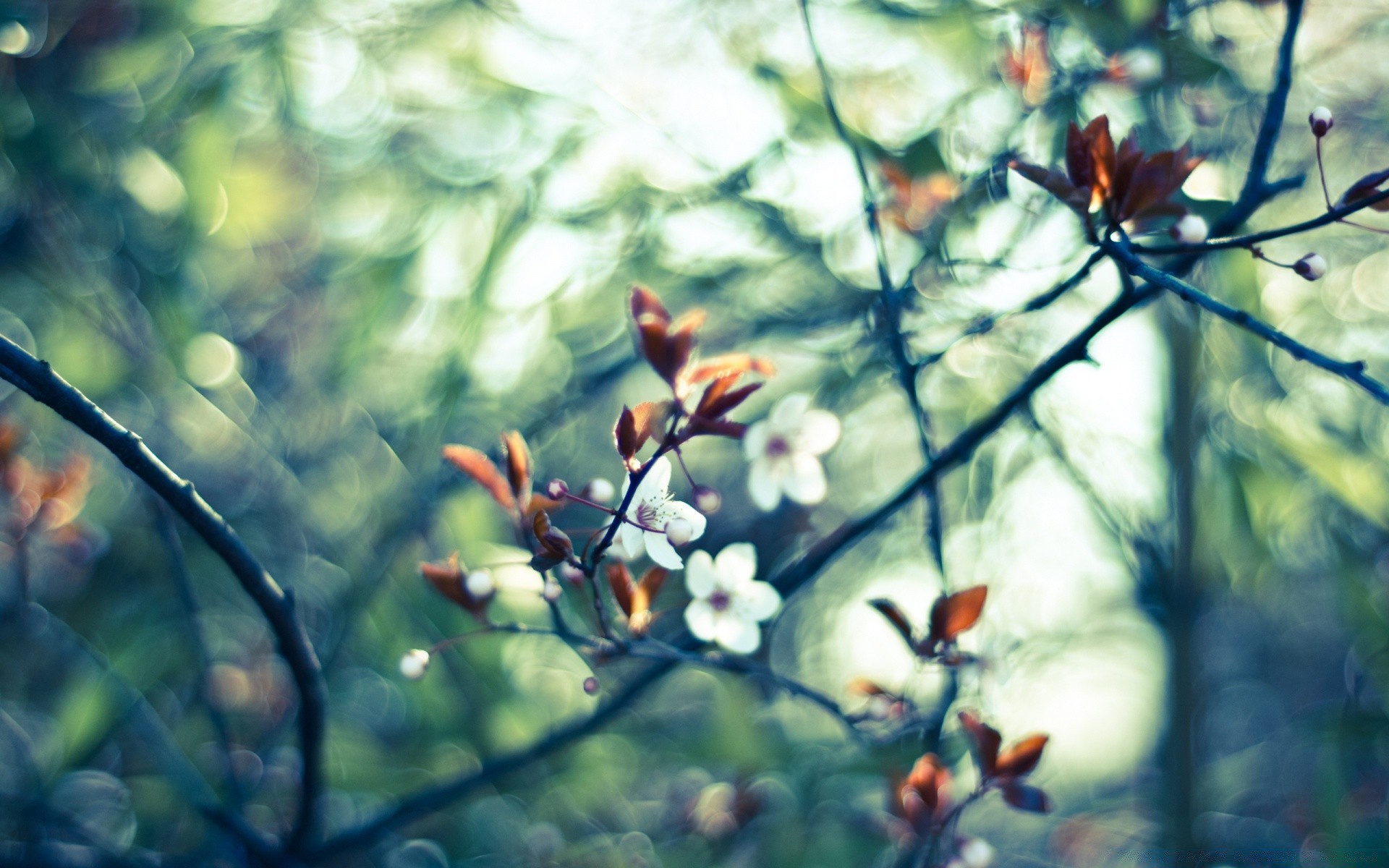 spring nature flower leaf tree branch outdoors flora blur garden park summer color