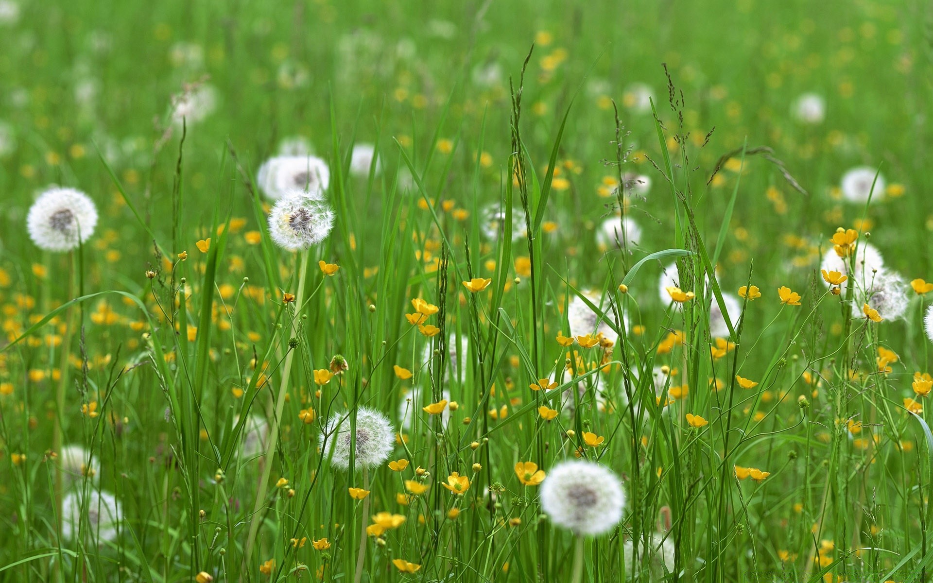 primavera erba fieno campo estate natura flora crescita rurale fiore prato giardino stagione all aperto bel tempo ambiente luminoso sole dente di leone foglia