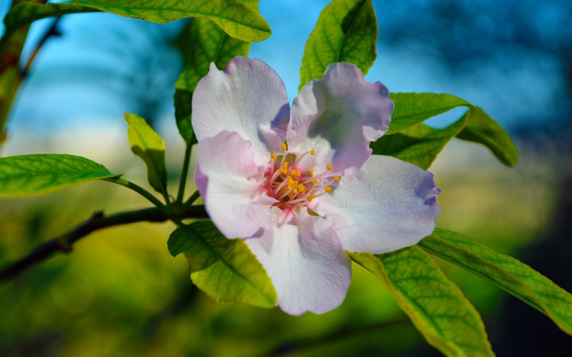 spring nature leaf flower flora garden growth summer tree blooming outdoors petal bright floral branch close-up color beautiful bud season