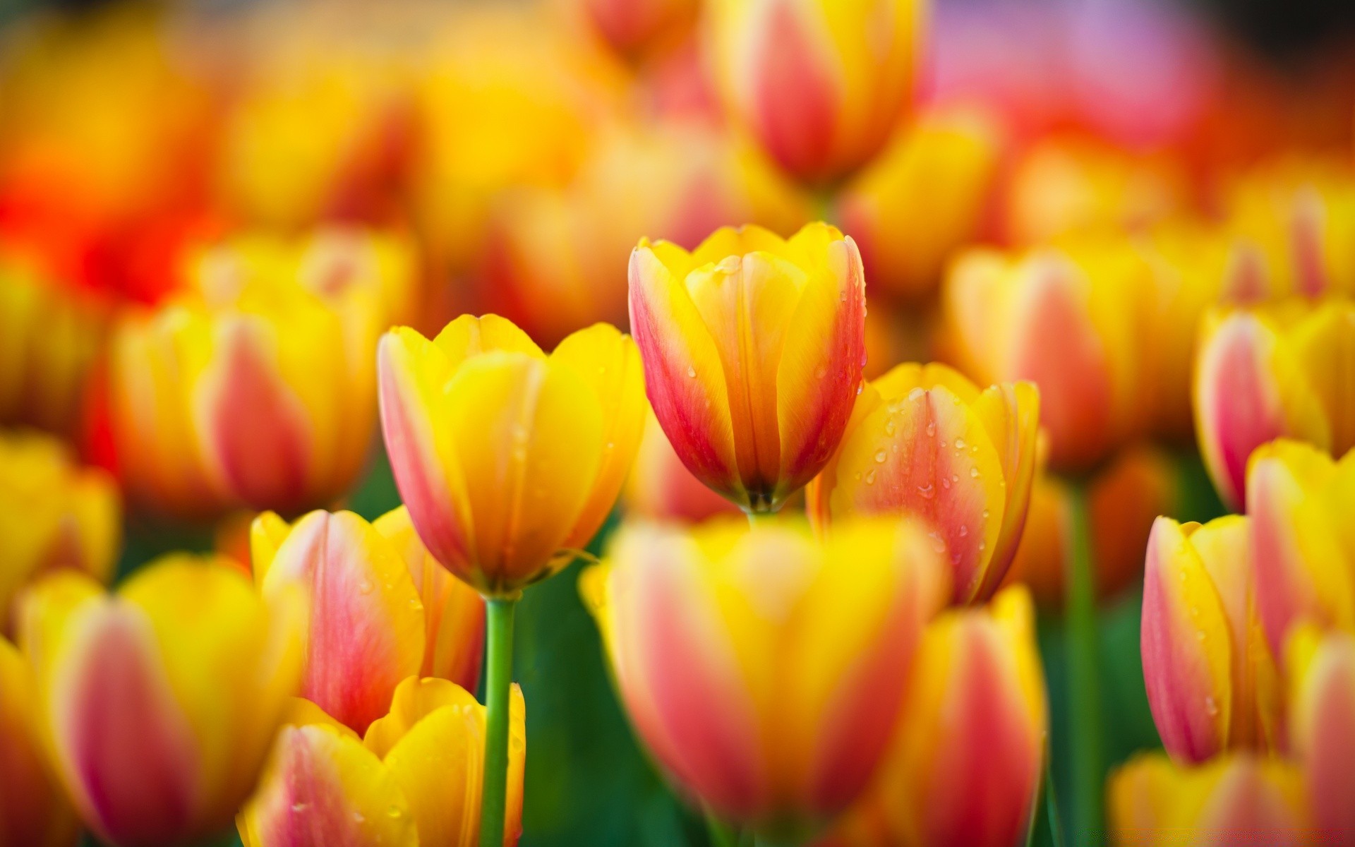 frühling tulpe natur hell garten blume ostern flora sommer farbe blatt blumenstrauß blumen liebe jahreszeit