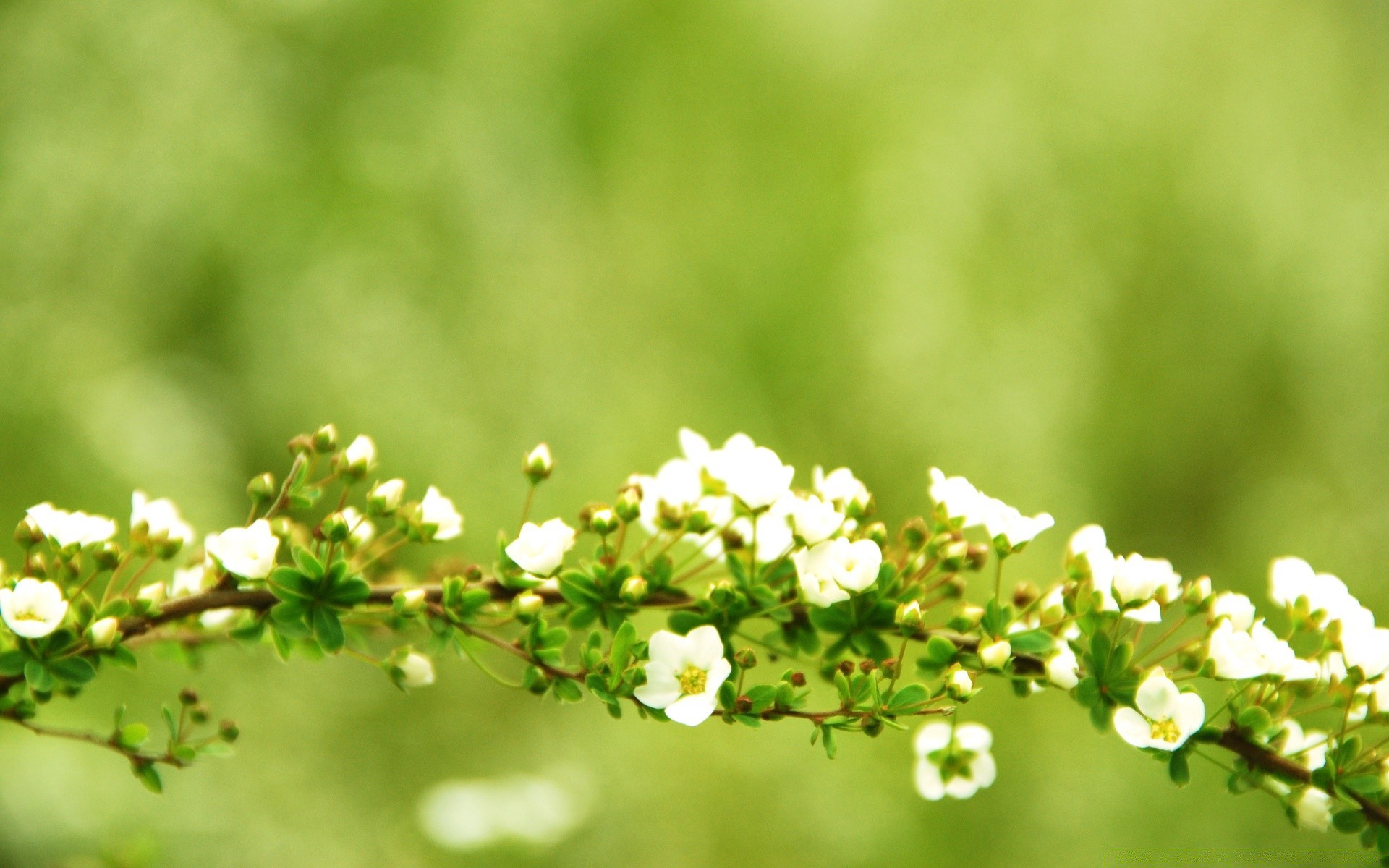 printemps nature feuille été fleur flore beau temps croissance flou à l extérieur herbe jardin soleil lumineux dof rural