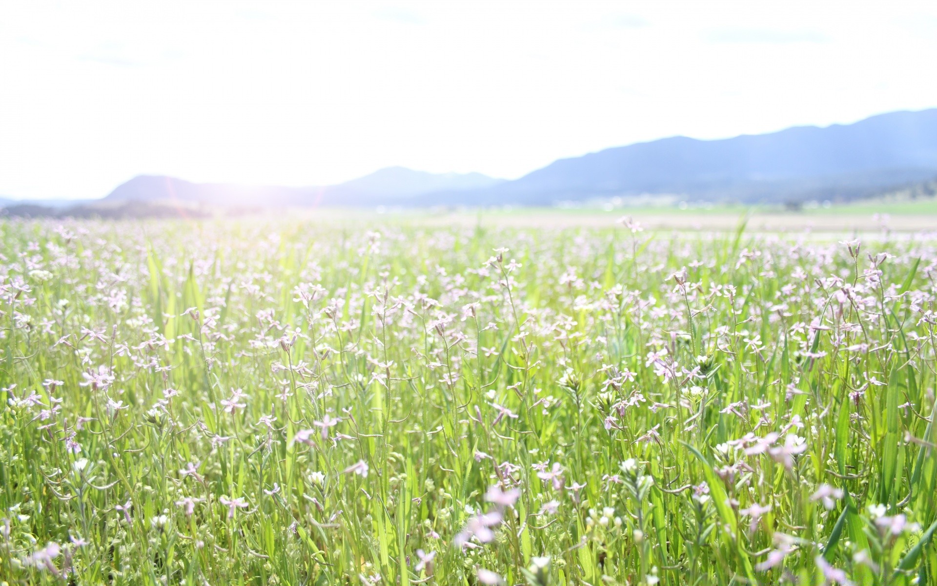 primavera campo fieno fiore natura estate flora rurale paesaggio erba agricoltura stagione campagna all aperto la crescita l ambiente wildflower pascolo pascolo bel tempo