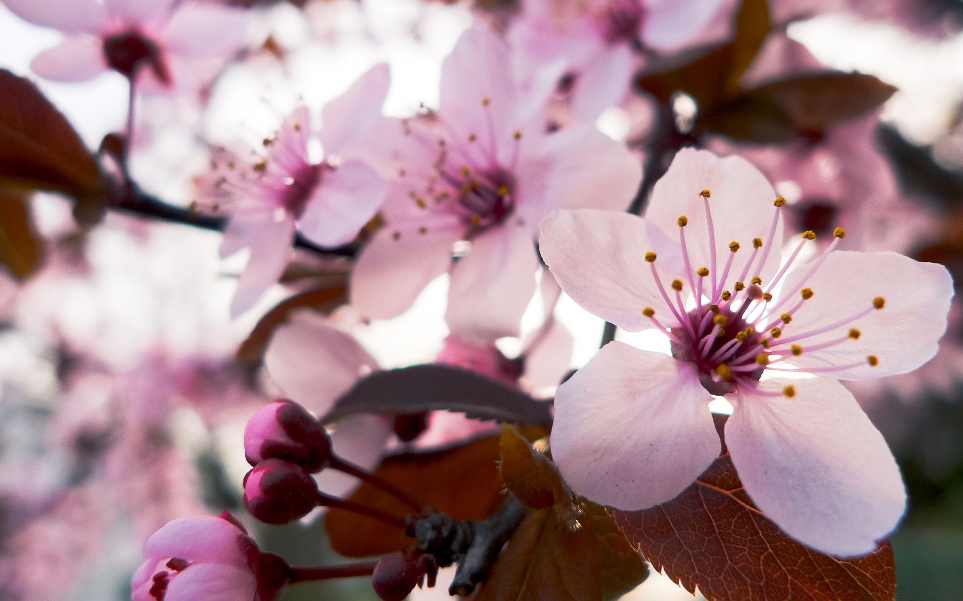 spring flower nature cherry branch flora tree leaf growth garden outdoors petal blooming delicate season apple bud bright summer floral