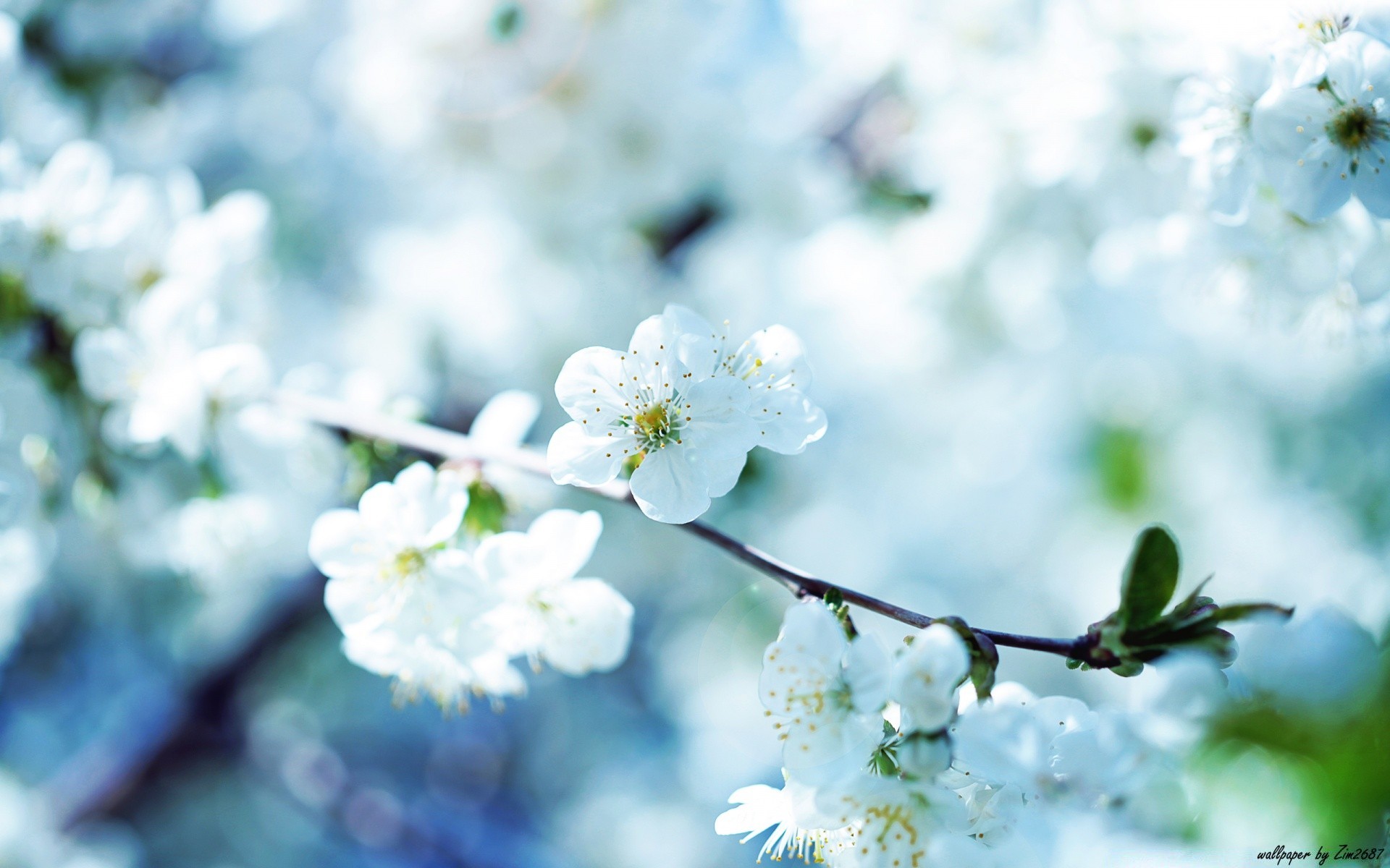 wiosna kwiat natura drzewo wiśnia liść rozmycie flora oddział jabłko na zewnątrz sezon ogród dof lato wzrost dobra pogoda zbliżenie jasny kolego