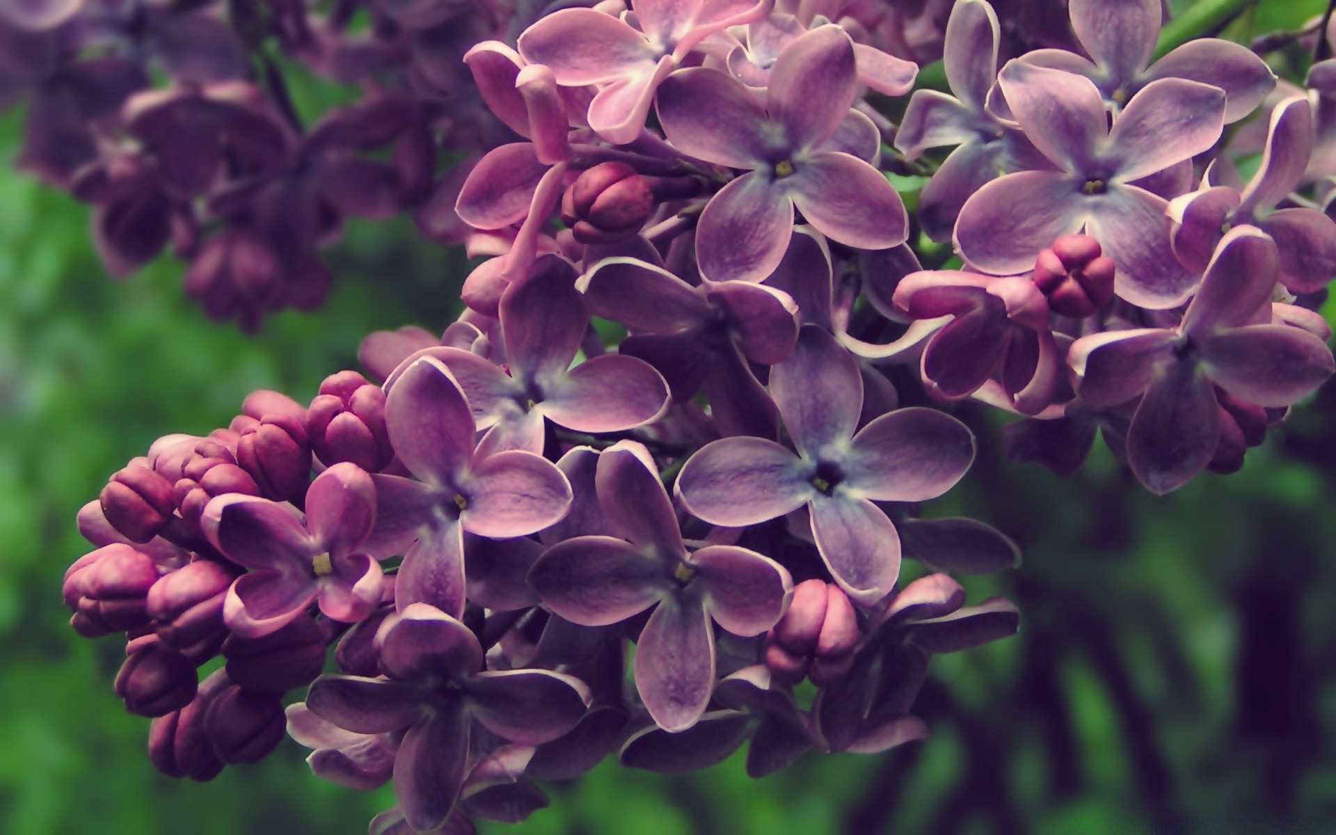 цветы природа фиолетовые без смс