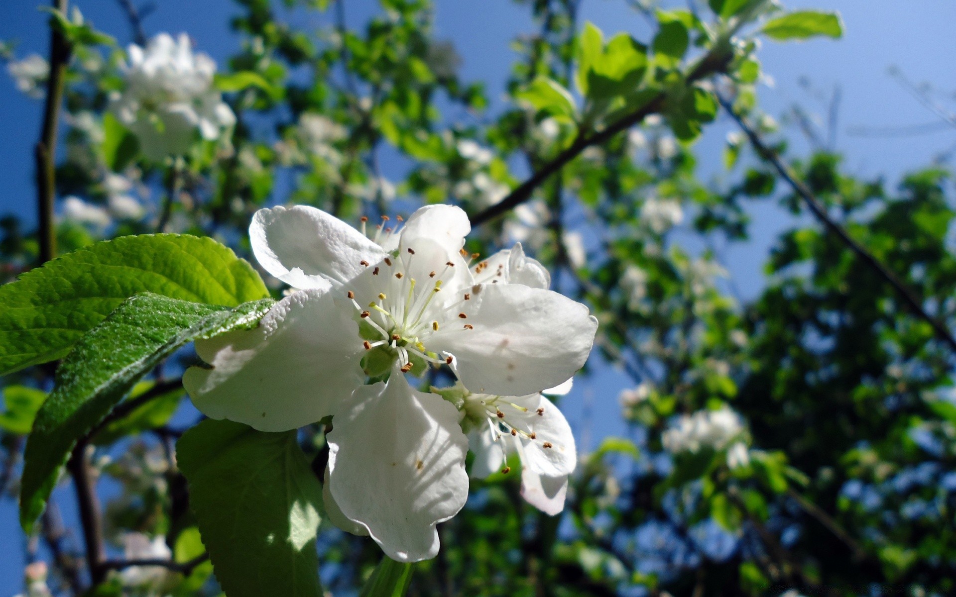 printemps nature fleur feuille flore arbre branche à l extérieur jardin saison croissance été pomme bluming lumineux cerise pétale floral fraîcheur gros plan