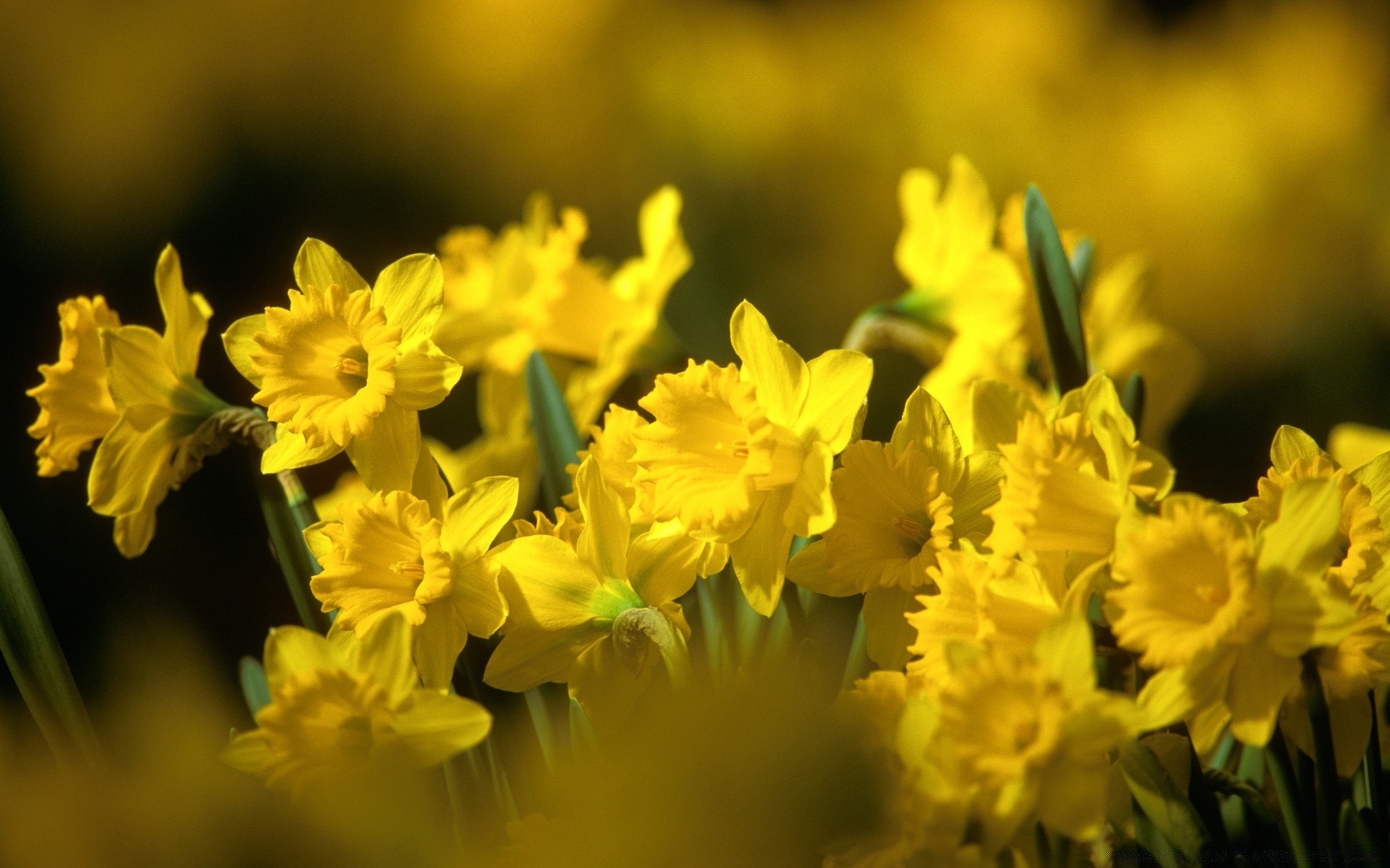 wiosna kwiat natura flora kwiatowy bluming sezon liść wielkanoc ogród lato jasny kolor płatek pole zbliżenie wzrost bukiet piękne sianokosy